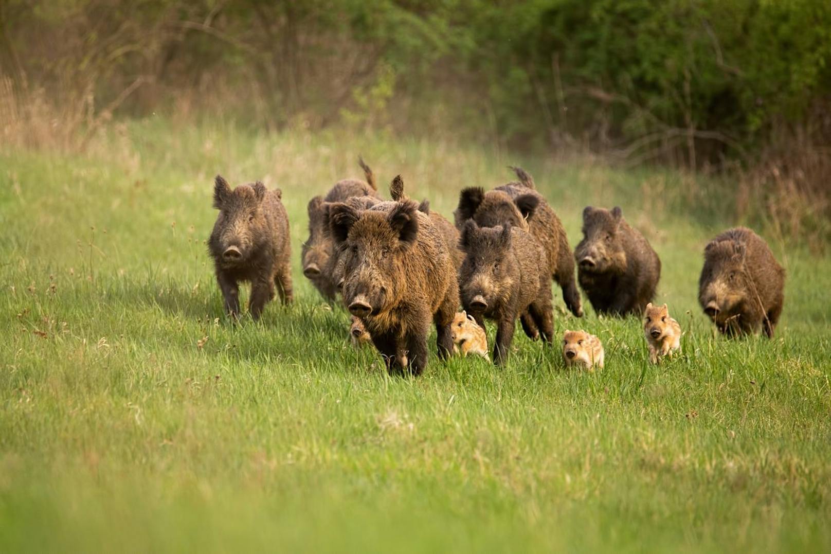 Ein Ansammlung von mehreren Wildschweinen nennt man "Rotte". Jedoch werden hier männliche Tiere nur bis zum 2. Lebensjahr geduldet.
