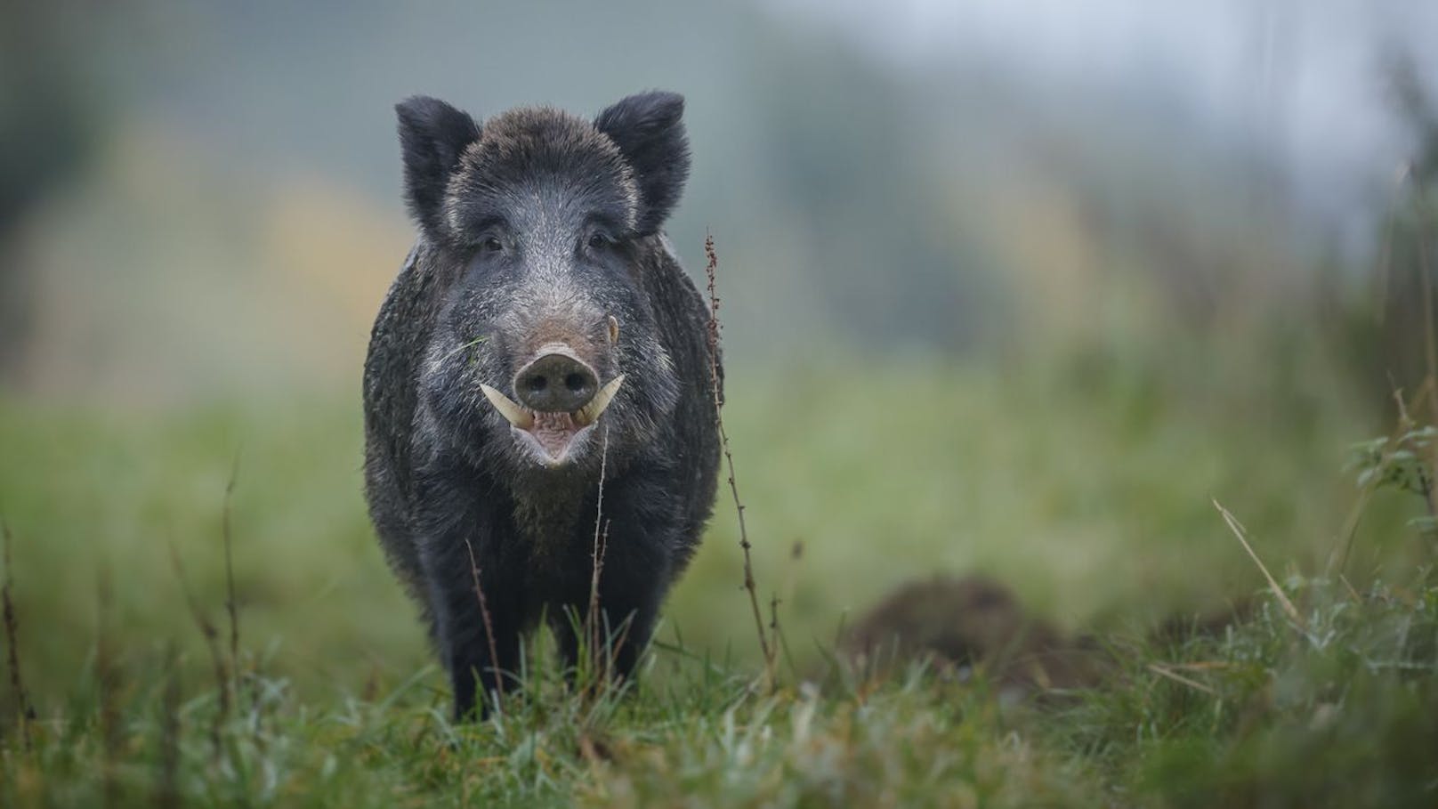 Das Wildschwein wird auch "Schwarzwild" genannt und ist ein direkter Verwandter unserer Hausschweine.