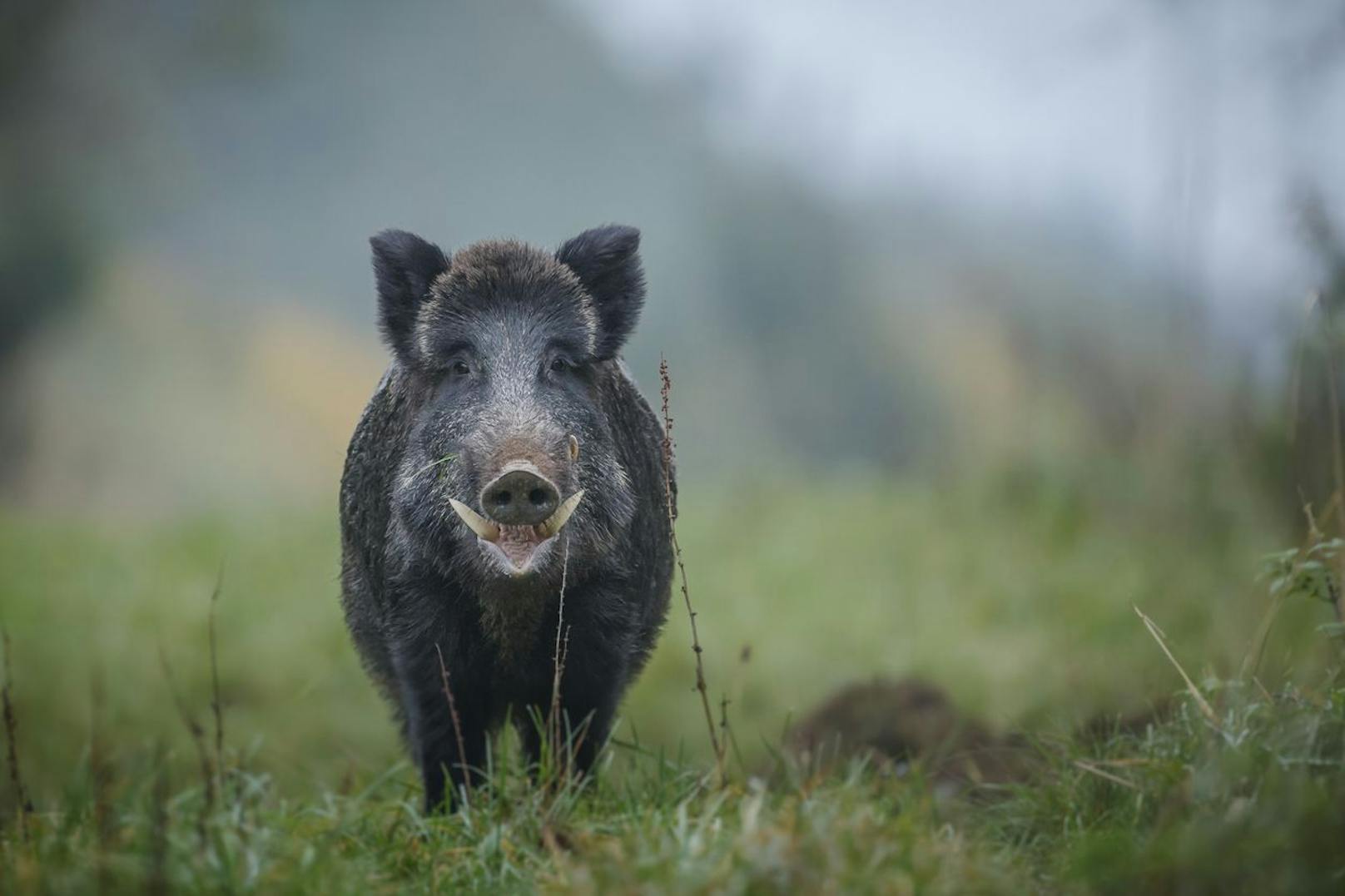 Das Wildschwein wird auch "Schwarzwild" genannt und ist ein direkter Verwandter unserer Hausschweine.
