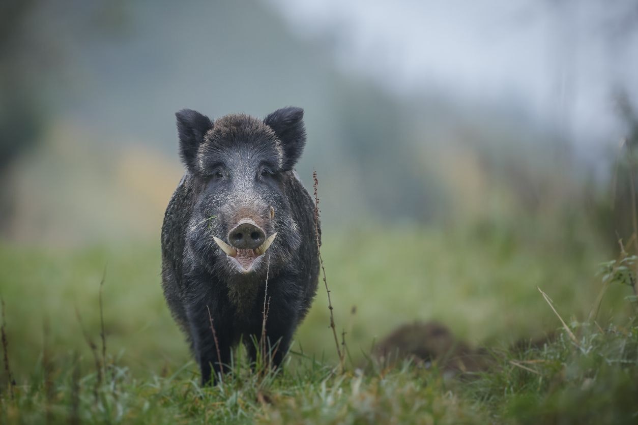 Wildtiere: Das Wildschwein in Österreich im Portrait | Heute.at Wildtiere: Das Wildschwein in Österreich im Portrait | Heute.at