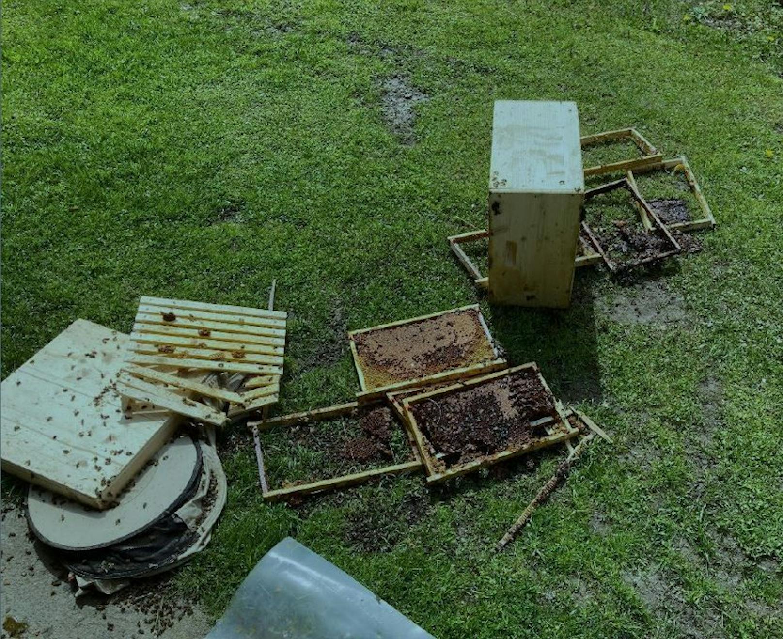 Bär plündert Bienenstock – Hunderte Euro Schaden