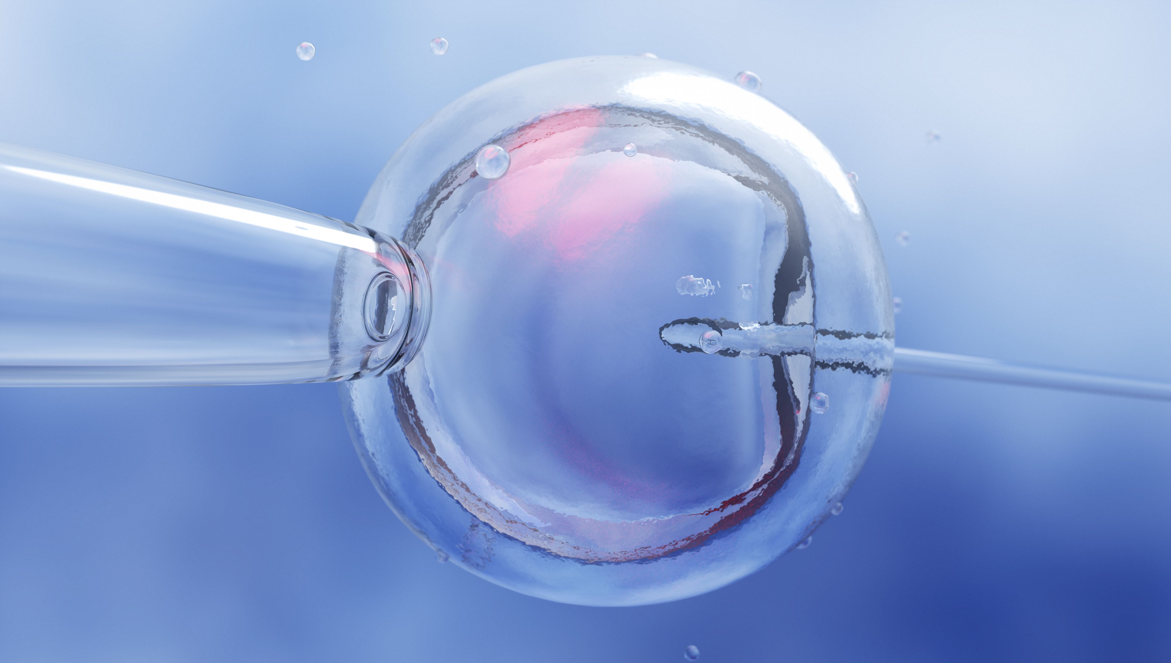 IVF (in vitro fertilization) or insemination of female egg with microscope