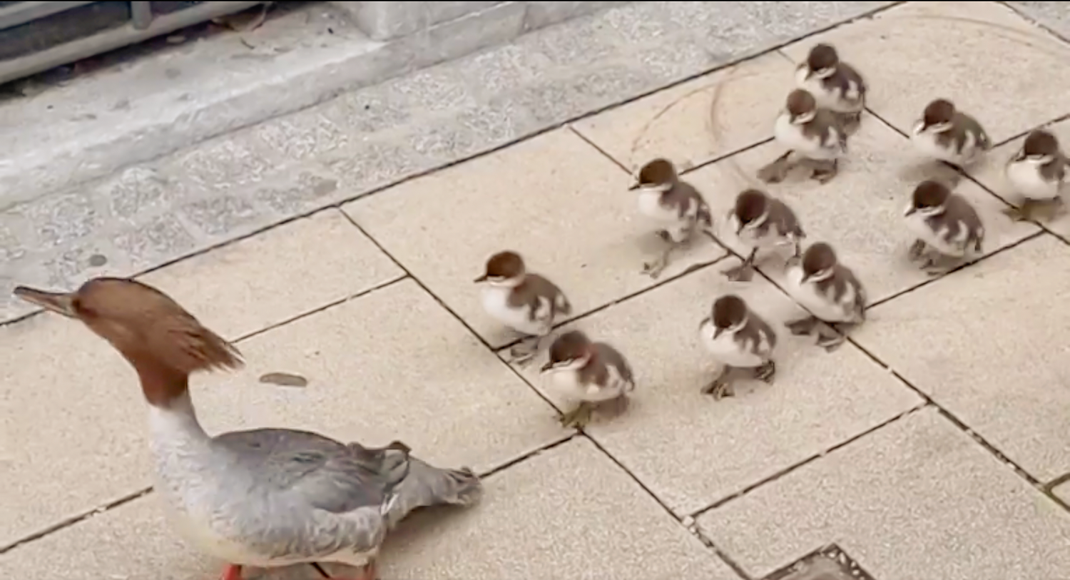 Diese süßen Entenküken riefen am Sonntag Polizei und Feuerwehr auf den Plan.