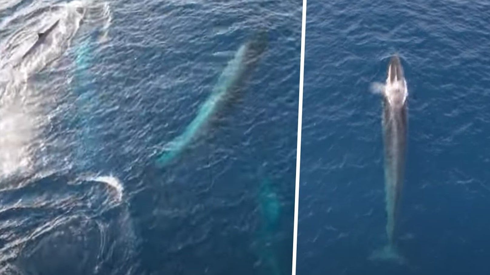 Irre! Zehn Riesen-Wale vor Balkan-Urlaubsinsel gesichtet
