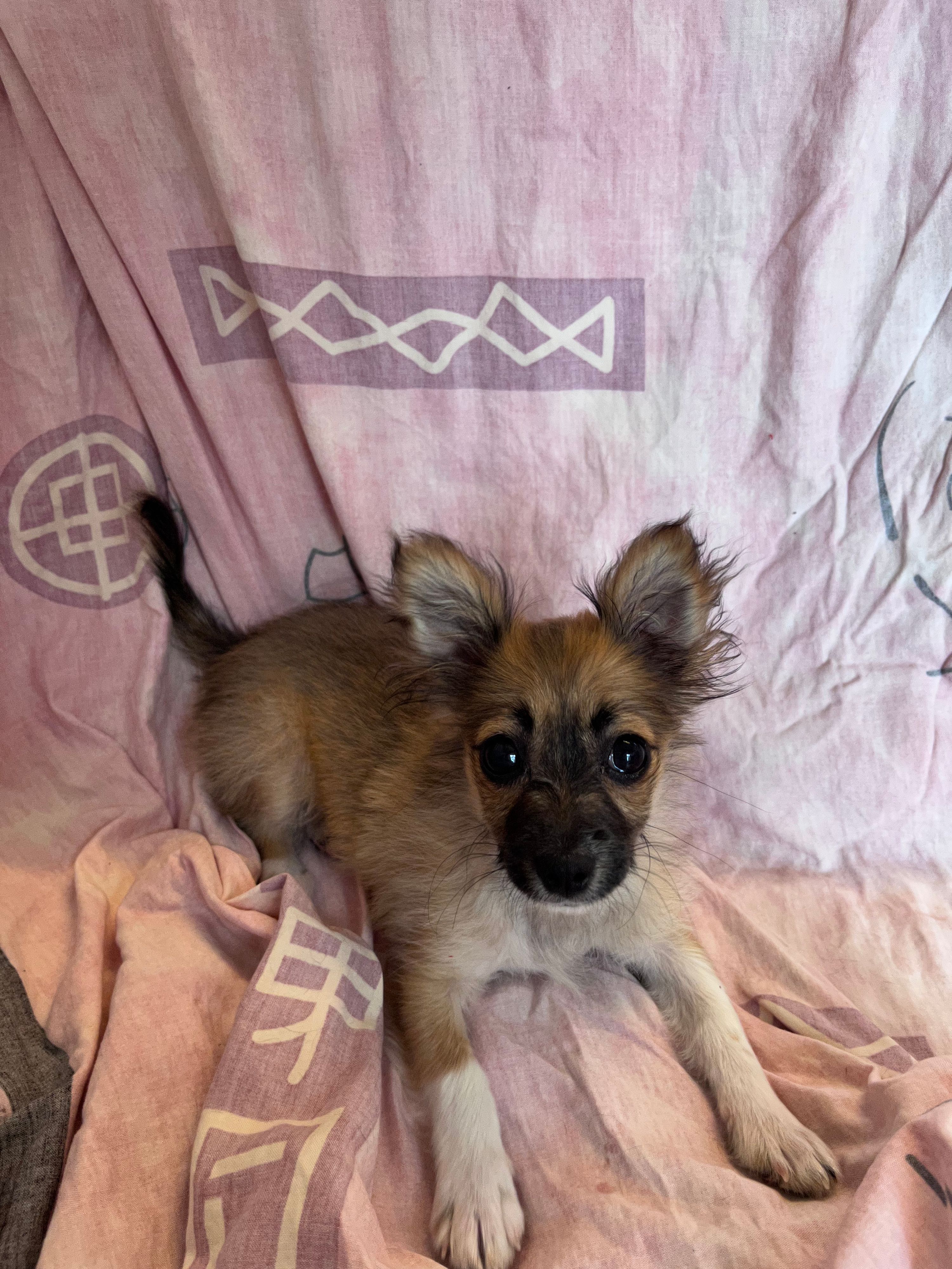 Der viel zu junge Chihuahua-Welpe wurde einfach in Wien an zwei Mädchen verschenkt.