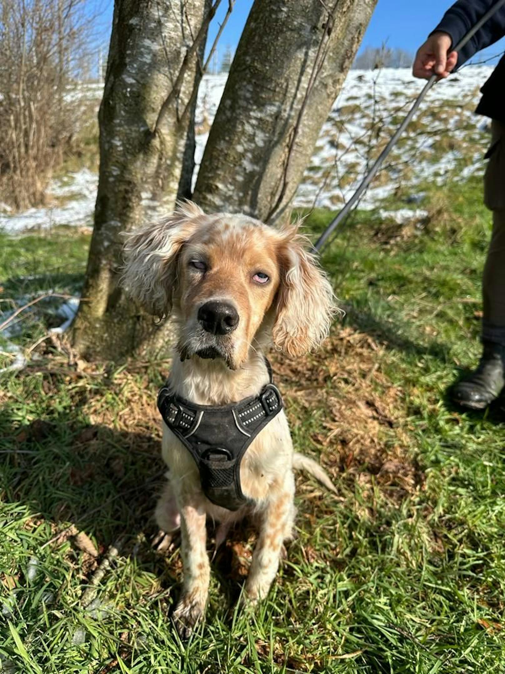 Im Tierheim der Pfotenhilfe möchte er aber trotzdem nicht länger bleiben und sucht jetzt nach seiner liebevollen Familie.