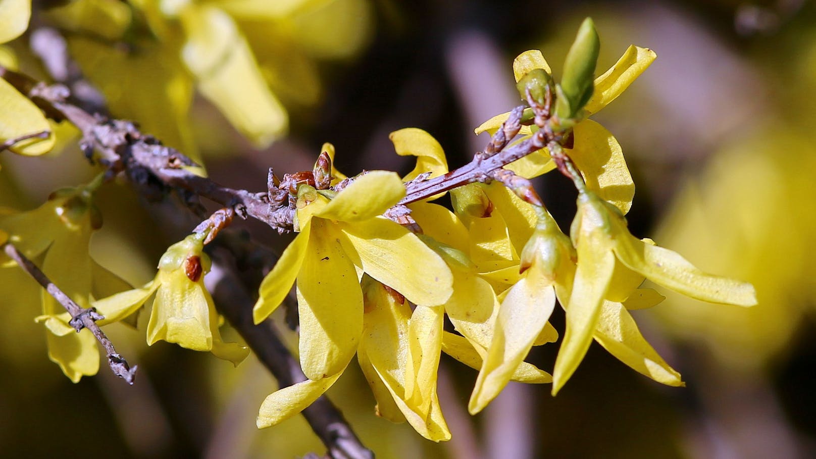 Forsythien blühten wegen des erst warmen und dann unterkühlten Wetters ungewöhnlich lange.