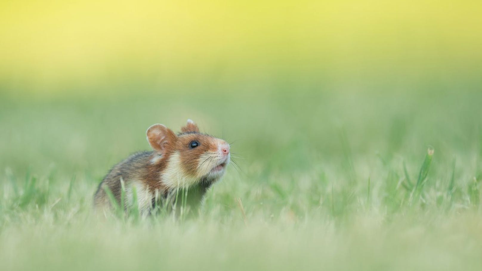 Der Europäische Feldhamster (Cricetus cricetus) ist in Österreich stark gefährdet und brauch unsere Hilfe.