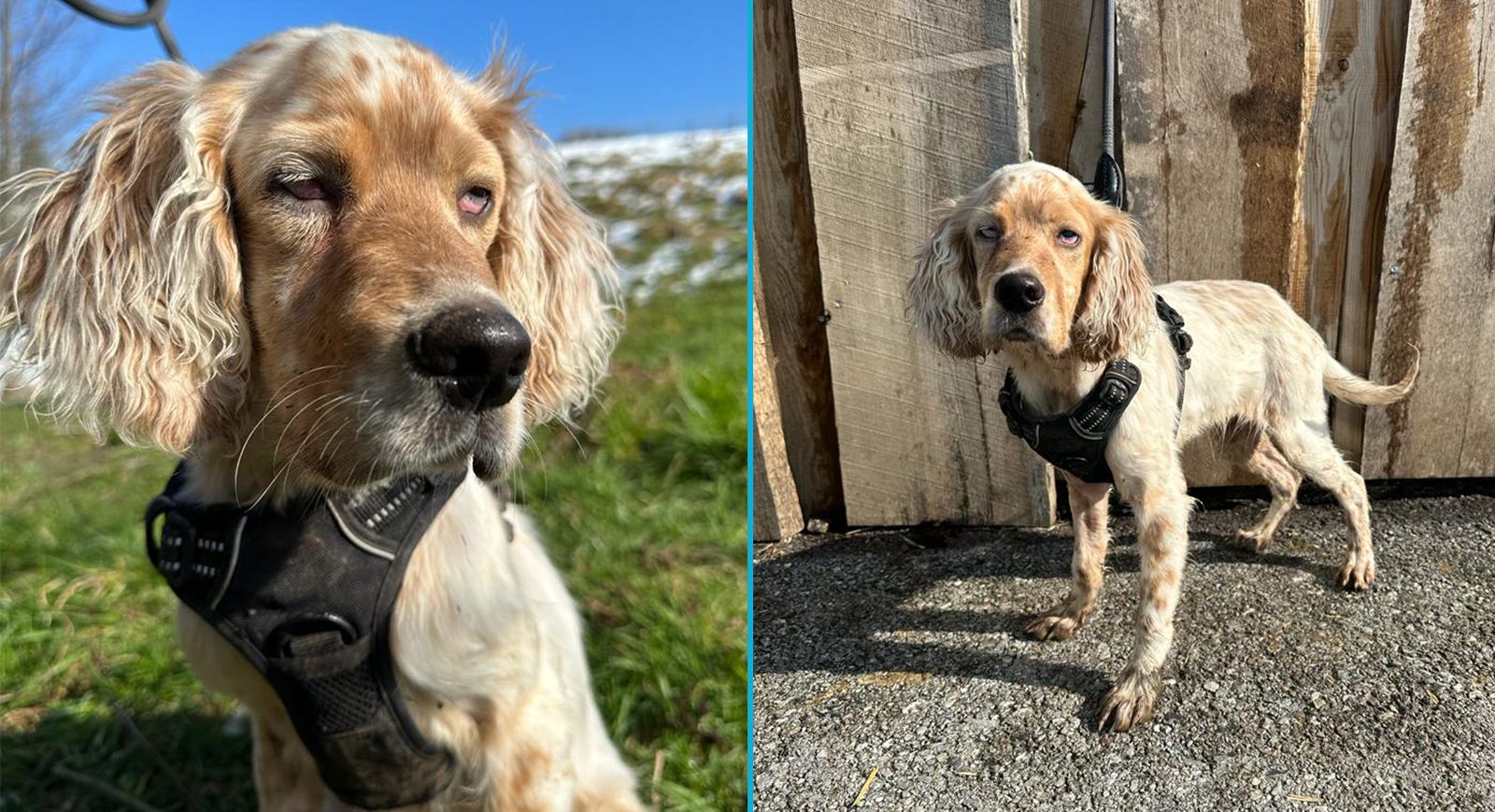 Wo sind die Spaniel-Fans? "Barney" soll nicht seine ganze Jugend im Tierheim verbringen. 