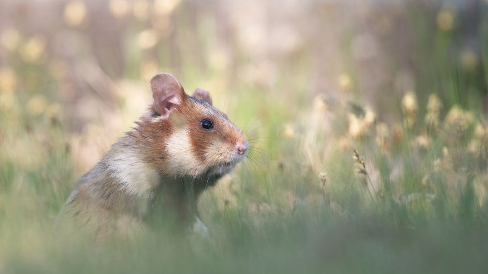 Die Auslegung von Rattengiftködern macht den Hamstern besonders in Wien zu schaffen. Schon bei kleinstem Verdacht auf Ratten wird hier eingegriffen.