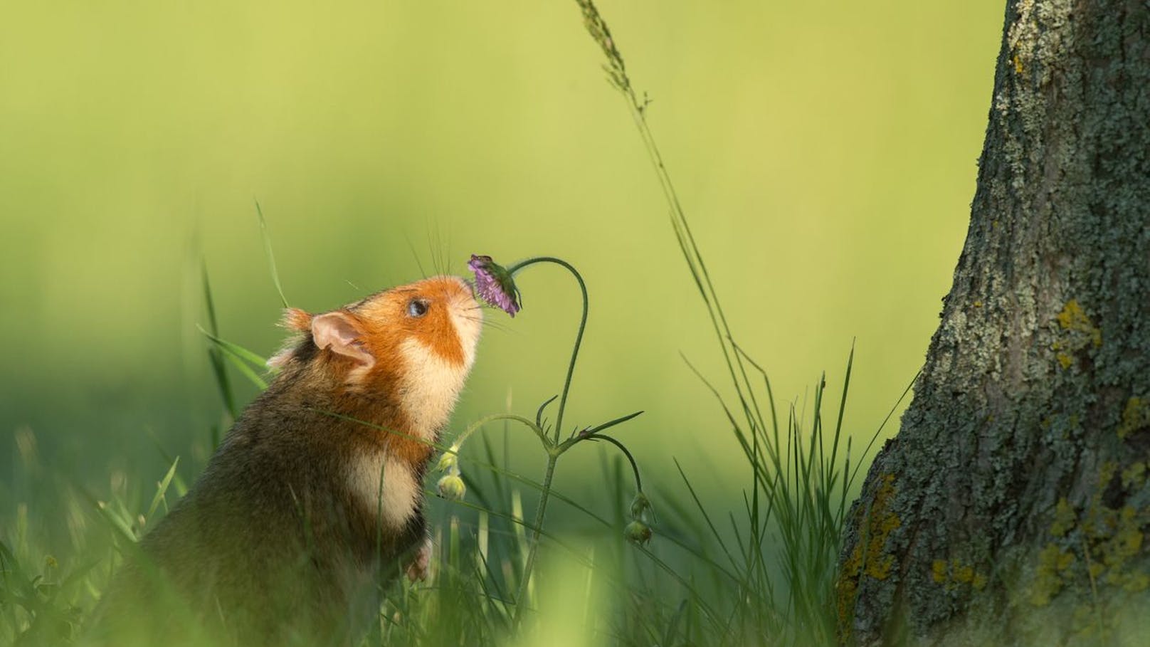 Unterschreibe auch du die Petition gegen die veraltete Verordnung zum Schutz vor Ratten und rette die letzten Feldhamster. HIER GEHTS ZUR <a href="https://petitionen.wien.gv.at/petition/online/PetitionDetail.aspx?PetID=6962ac1852c84869b136c6345dc53c89">UNTERSCHIFT</a>