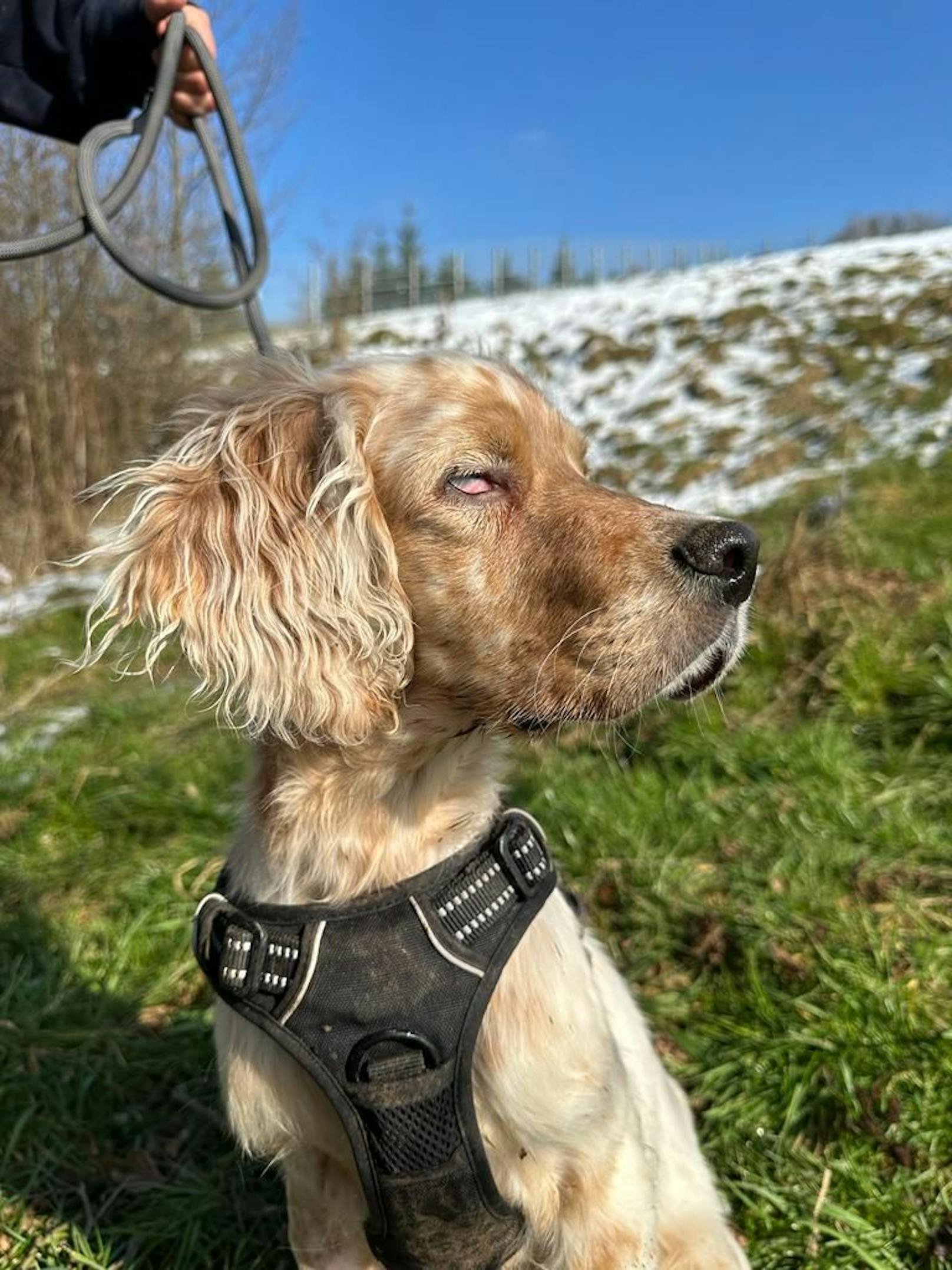 "Barney" leidet an einer Anomalie der Augen und musste auch an der Bindehaut operiert werden.