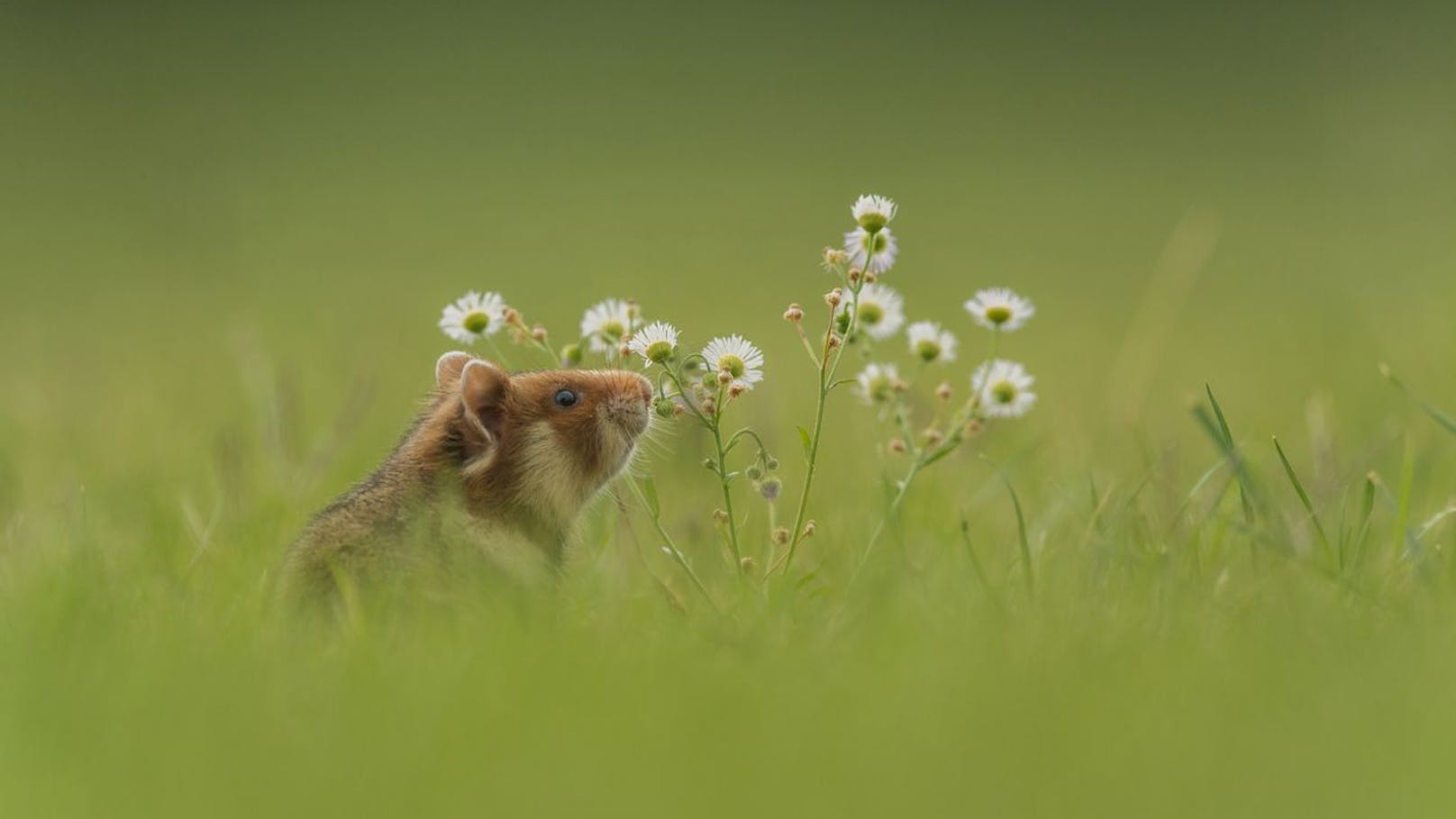 Doch leider werden damit nicht "nur" die Ratten sondern auch die Hamster vergiftet - und das dazu noch sehr grausam und quälerisch.