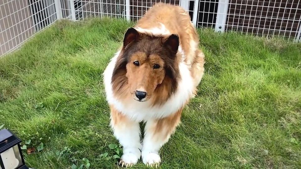 Unter dem Collie-Kostüm versteckt sich der Japaner Toko-san.