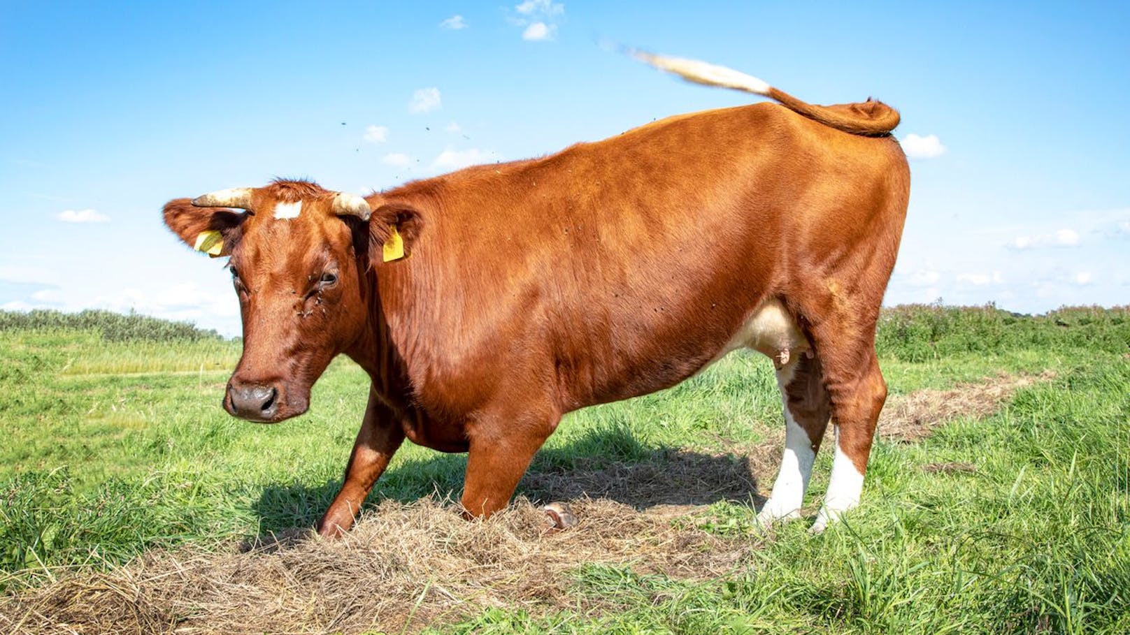 <strong>Kupieren des Schwanzes:</strong> Bei Milchkühen stört der Schwanz den Melker oder die Maschine nicht mehr und beim Mastrind vermeidet man so Schwanzspitzennekrosen in Vollspaltenbuchten. Laut Gesetz darf es aber nur bei einer betrieblichen Notwendigkeit durchgeführt werden.