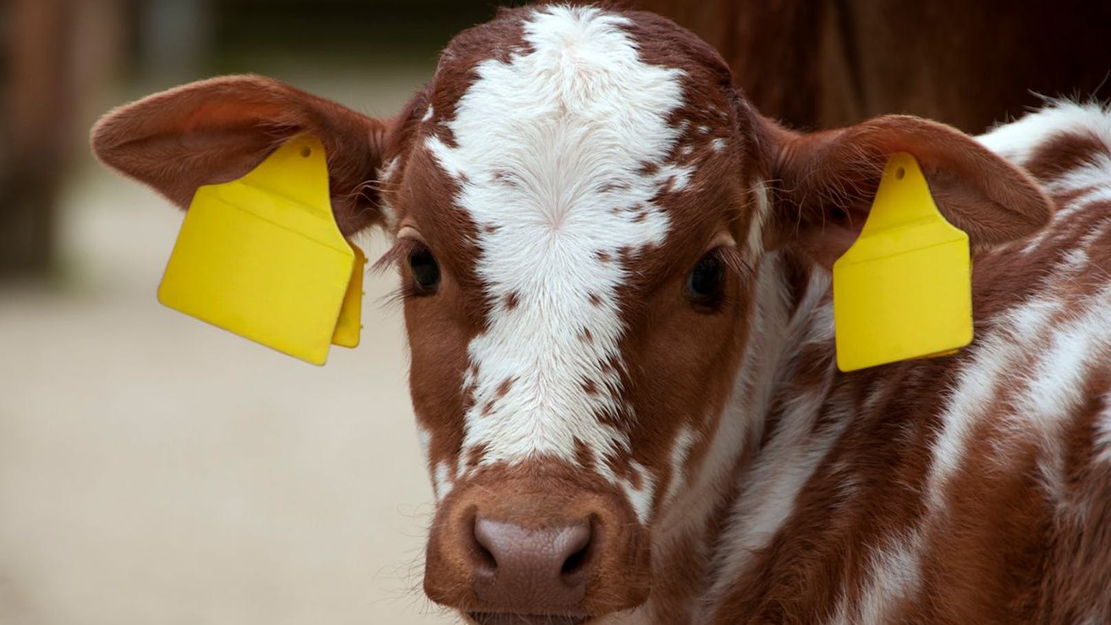 <strong>Ohrenmarken:</strong> Früher meist tättowiert, werden die Ohren jetzt mit den Identifikationsmarken durchstochen. In manchem Ländern dienen sie sogar als Werbeplattform.