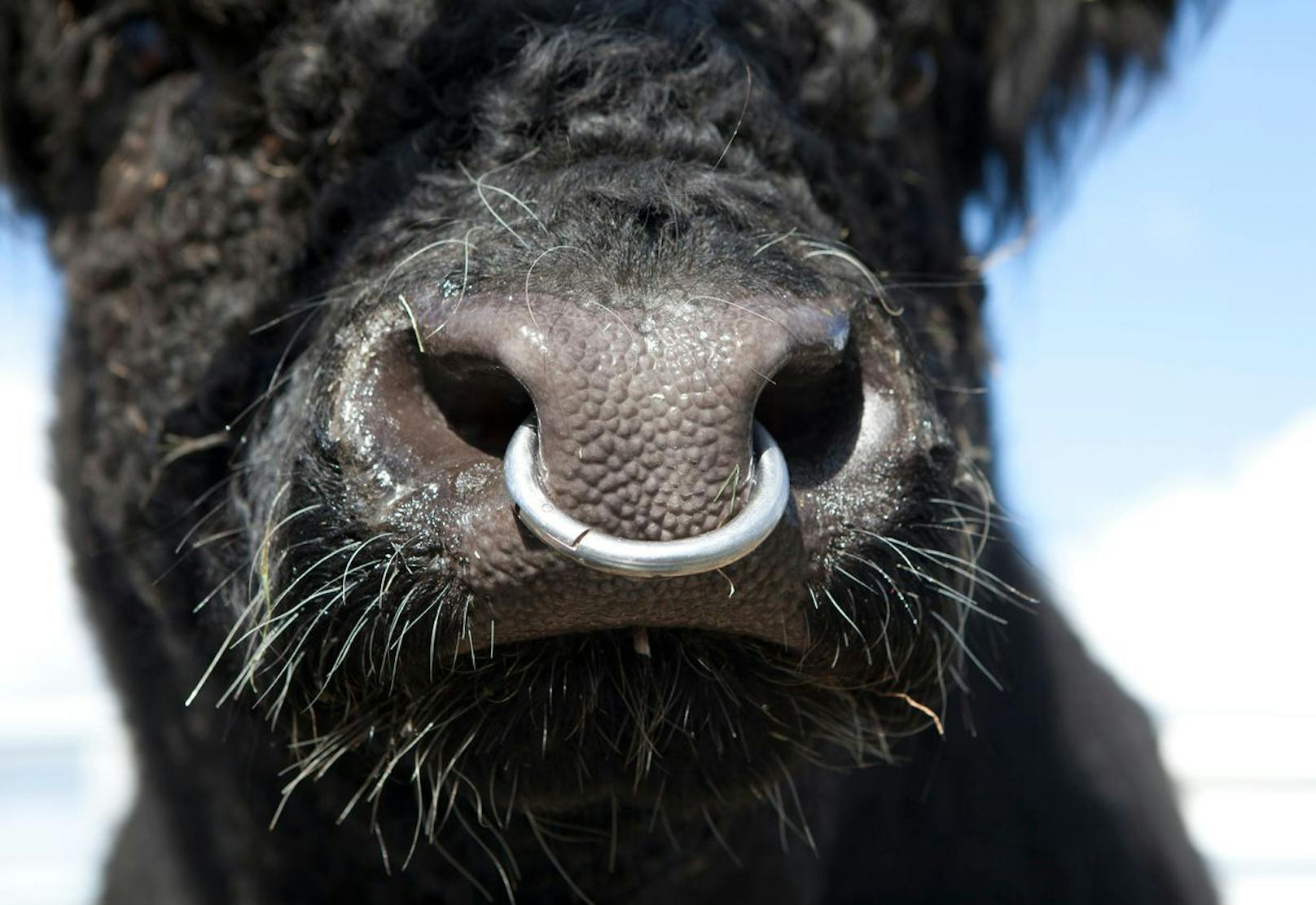 <strong>Nasenring:</strong> In Österreich dürfen nur Zuchttiere einen Nasenring tragen. Allerdings ist hier kein Betäubungsmittel vorgeschrieben.