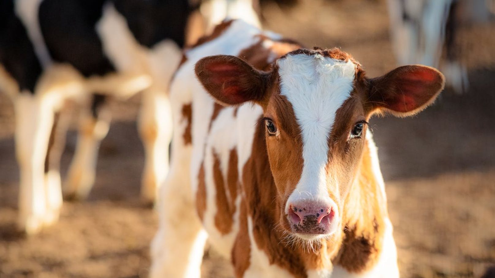 <strong>Kastration:</strong> Männliche Tiere werden so gefügiger und zeugungsunfähig gemacht. Darf zum Glück allerdings nur unter Narkose durchgeführt werden.