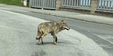 Zum Heulen! Wolf spaziert mitten durch Stadt in NÖ