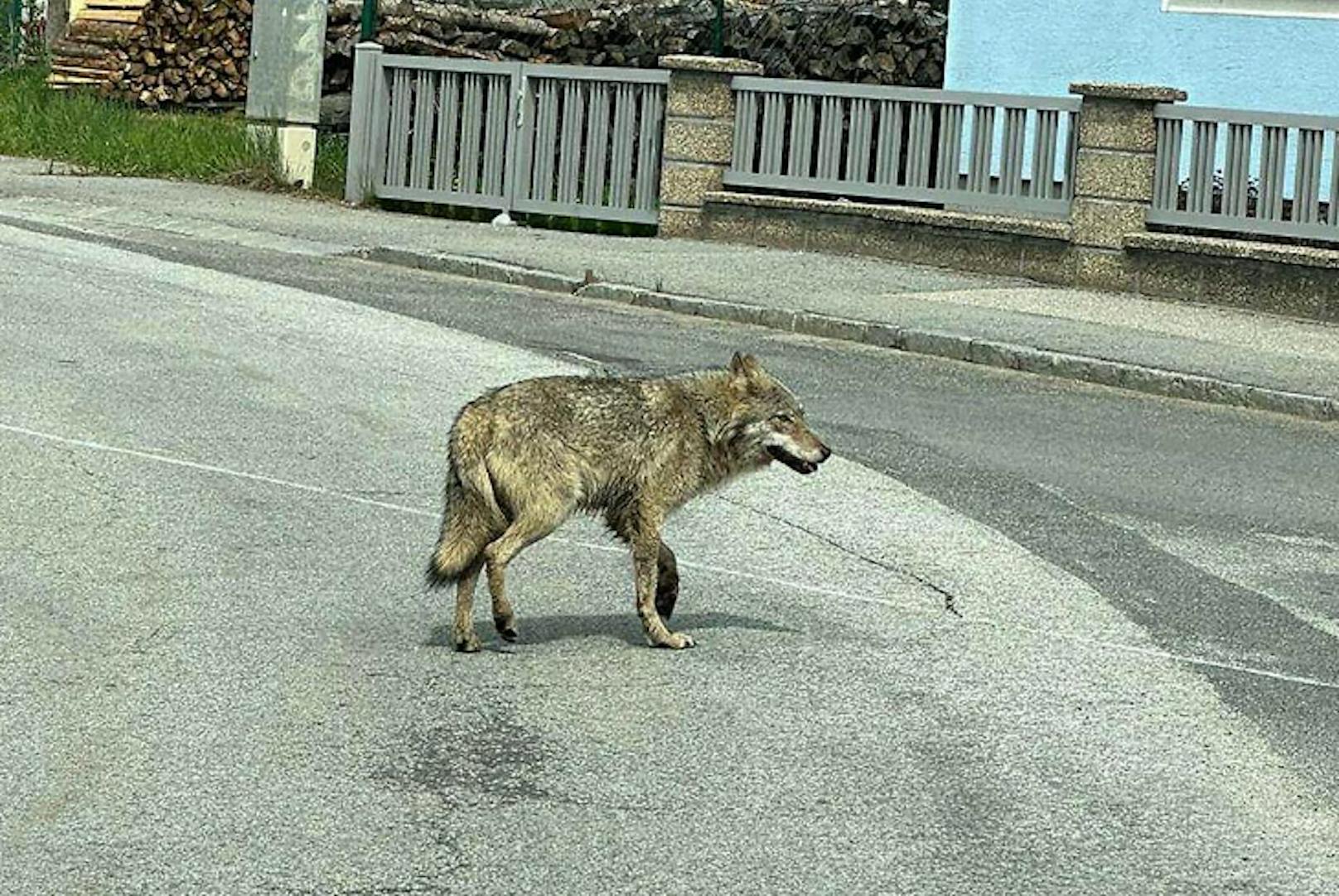 Zum Heulen! Wolf spaziert mitten durch Stadt in NÖ