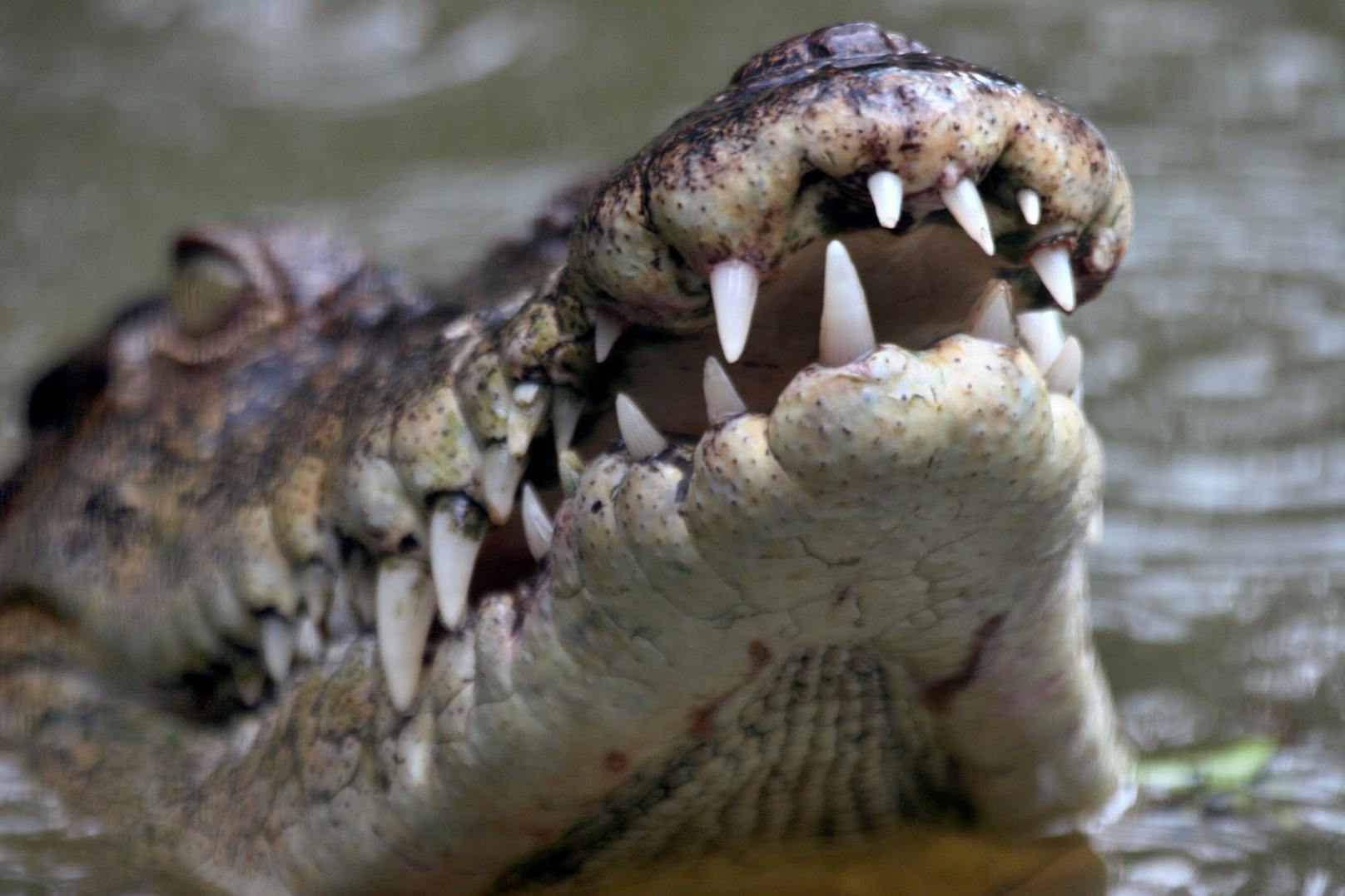 Der Mann wurde Opfer von Salzwasserkrokodilen (Crocodylus porosus), den größten heute lebenden Krokodilen.