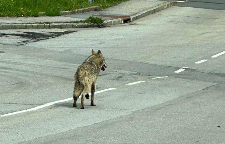 Wolf mitten in Schrems