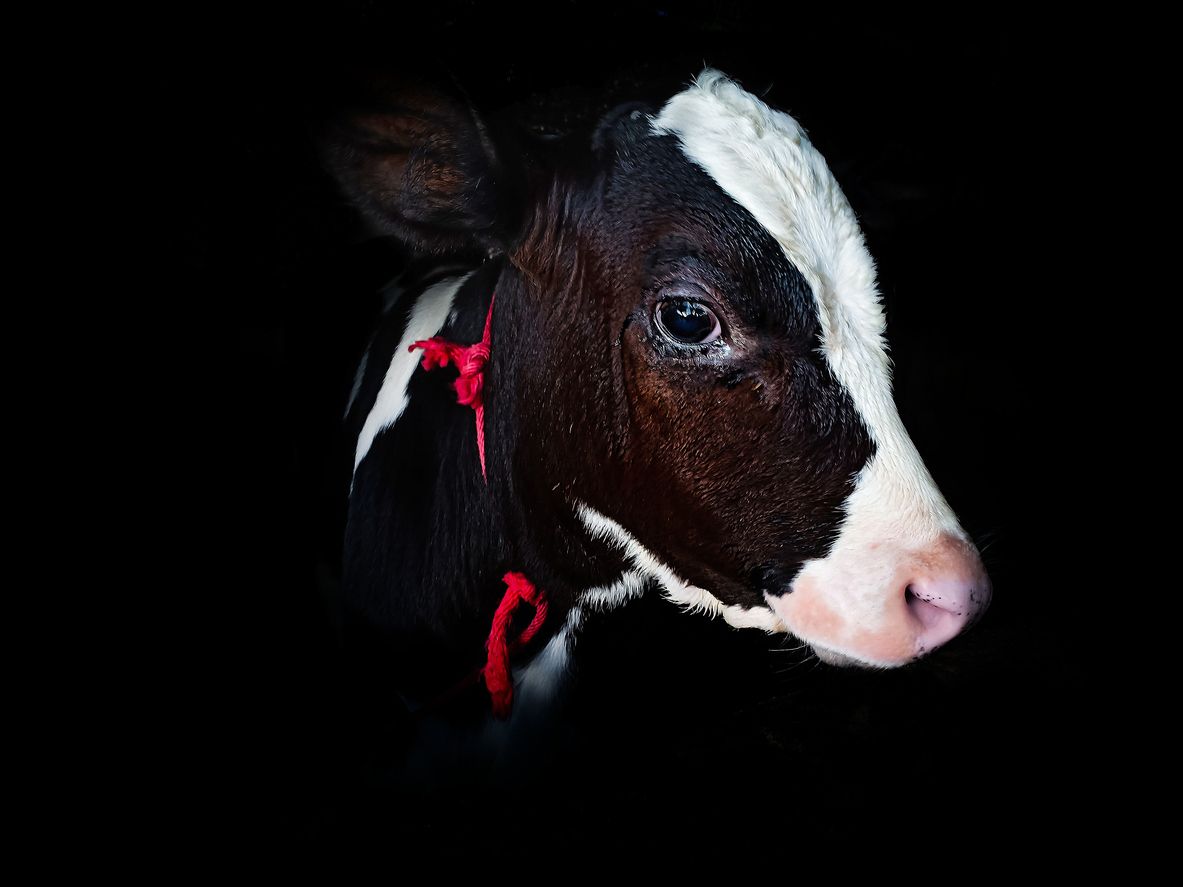 Kaum ein Eingriff bei Kalb und Rind steht im Zeichen des Tierschutzes.