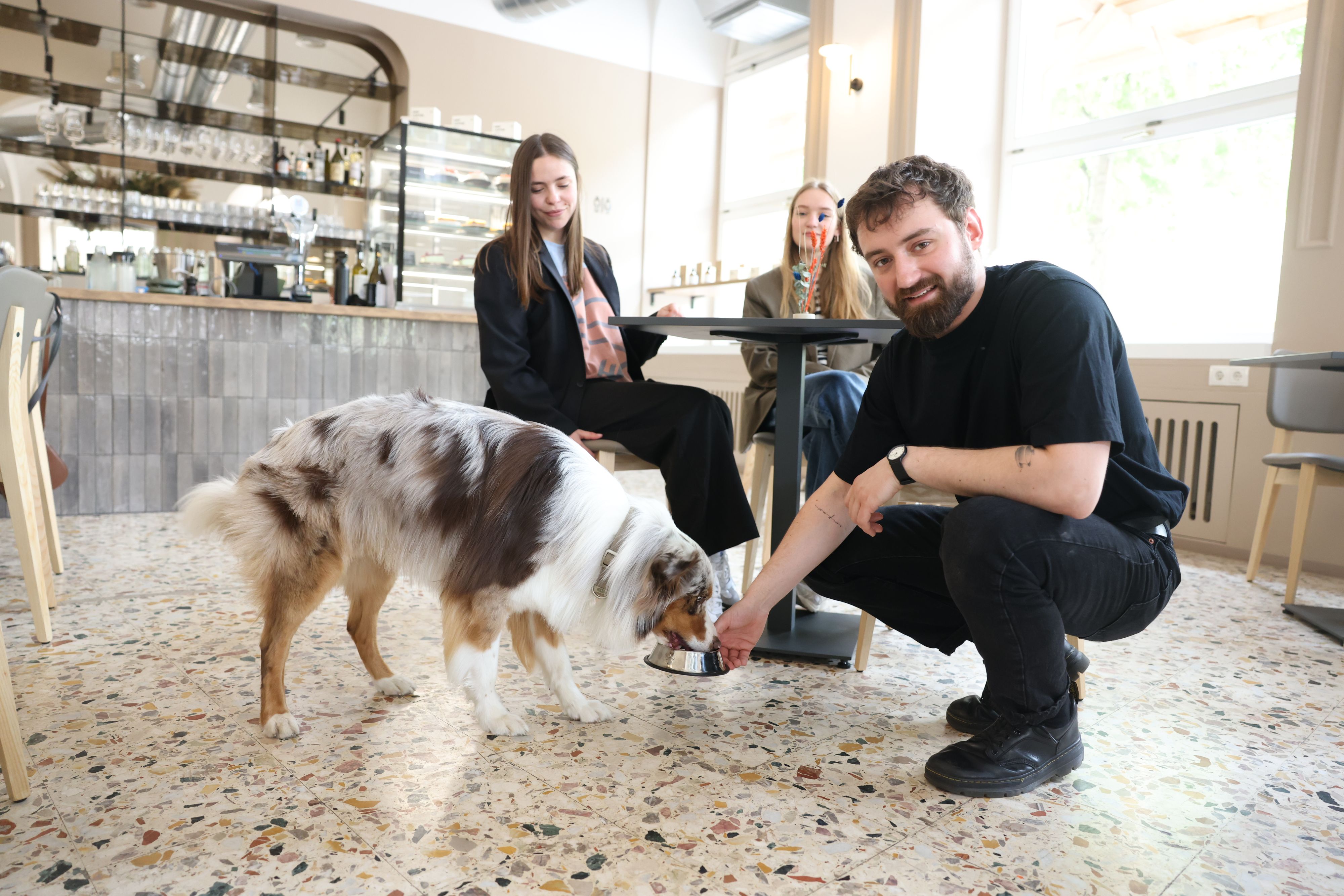 Australian Sherperd-Rüde 