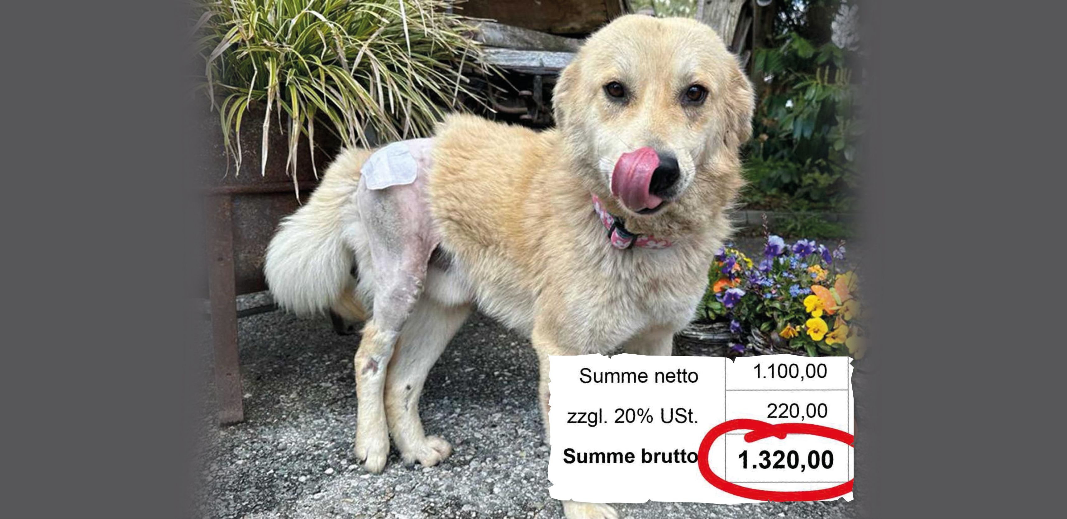 Auf den 1.320 Euro Tierarzt-Kosten blieb die Tierschutz-Organisation sitzen. "Finn" bekommt nun auch Physiotherapie.