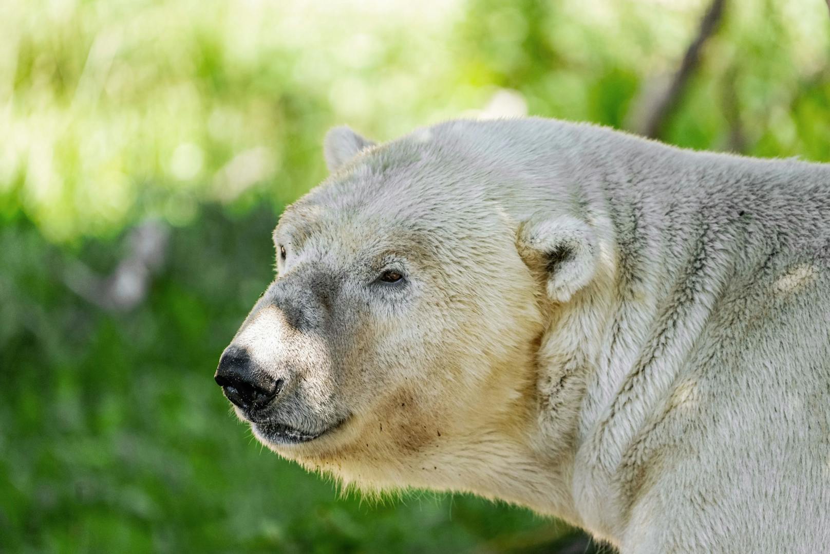 Damit leben vorerst zwei Eisbär-Männchen im Tiergarten Schönbrunn, denn Finjas Papa Ranzo bleibt.