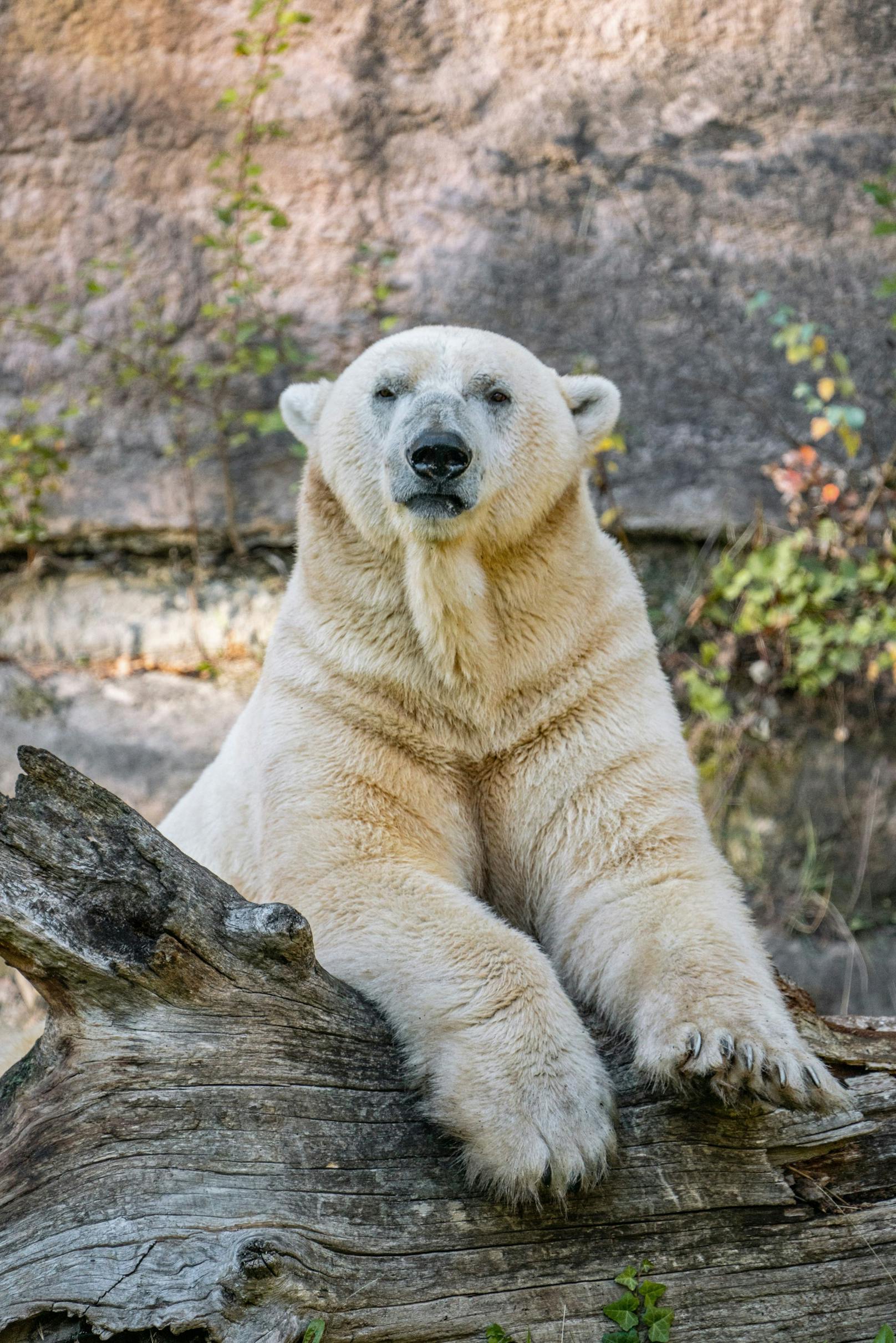 Während Nanuq vorerst keiner Dame mehr begegnen wird, sorgte sein Bruder Arktos hingegen im Highland Wildlife Park in Schottland bereits zweimal für süßen Nachwuchs.