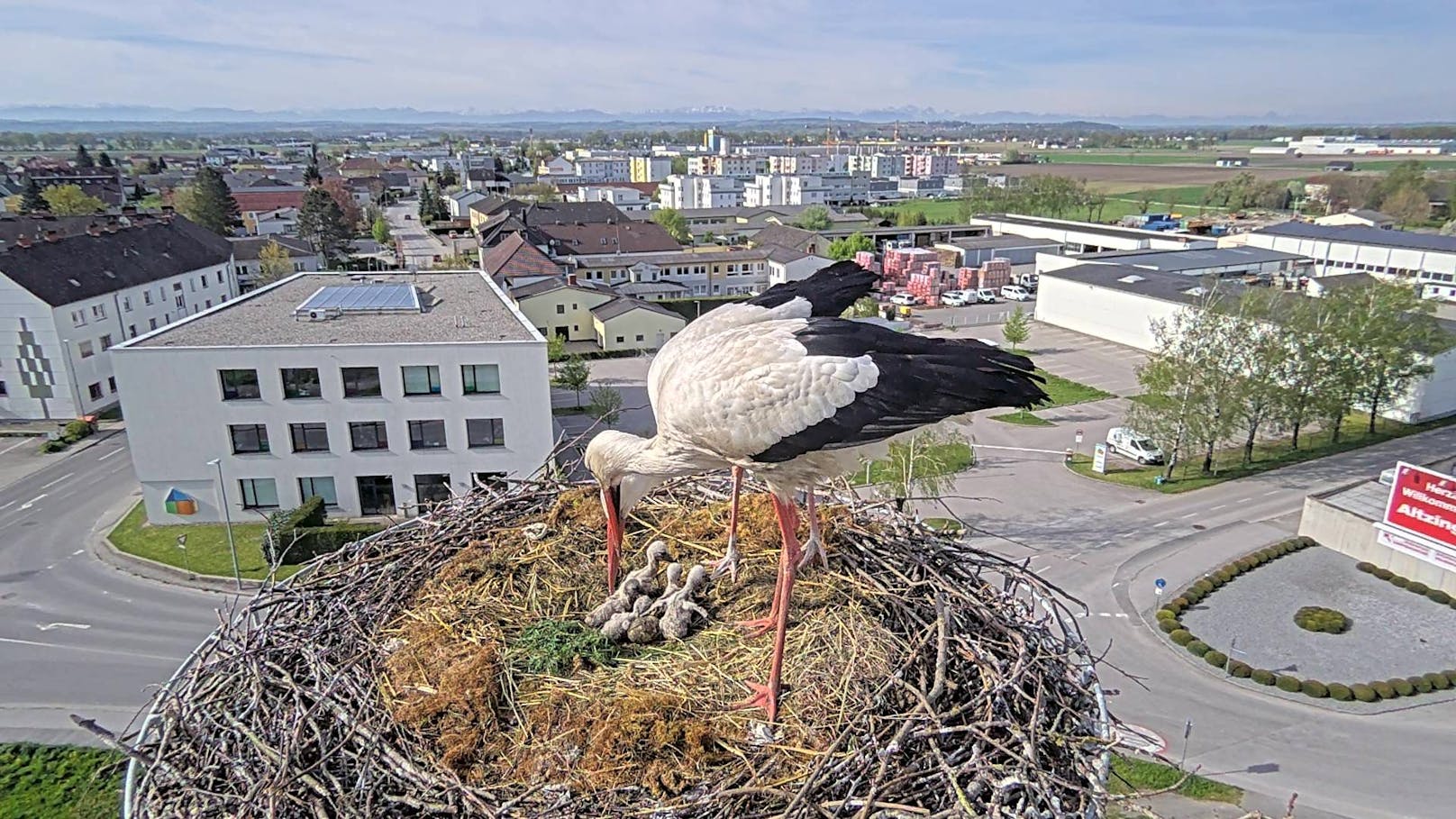 Montiert an einem Ausleger am Mast hoch oben beim Nest zeigt sie das Storchenleben – vom Vorbereiten des Nests über die Brutzeit bis hin zur Aufzucht des Nachwuchses.