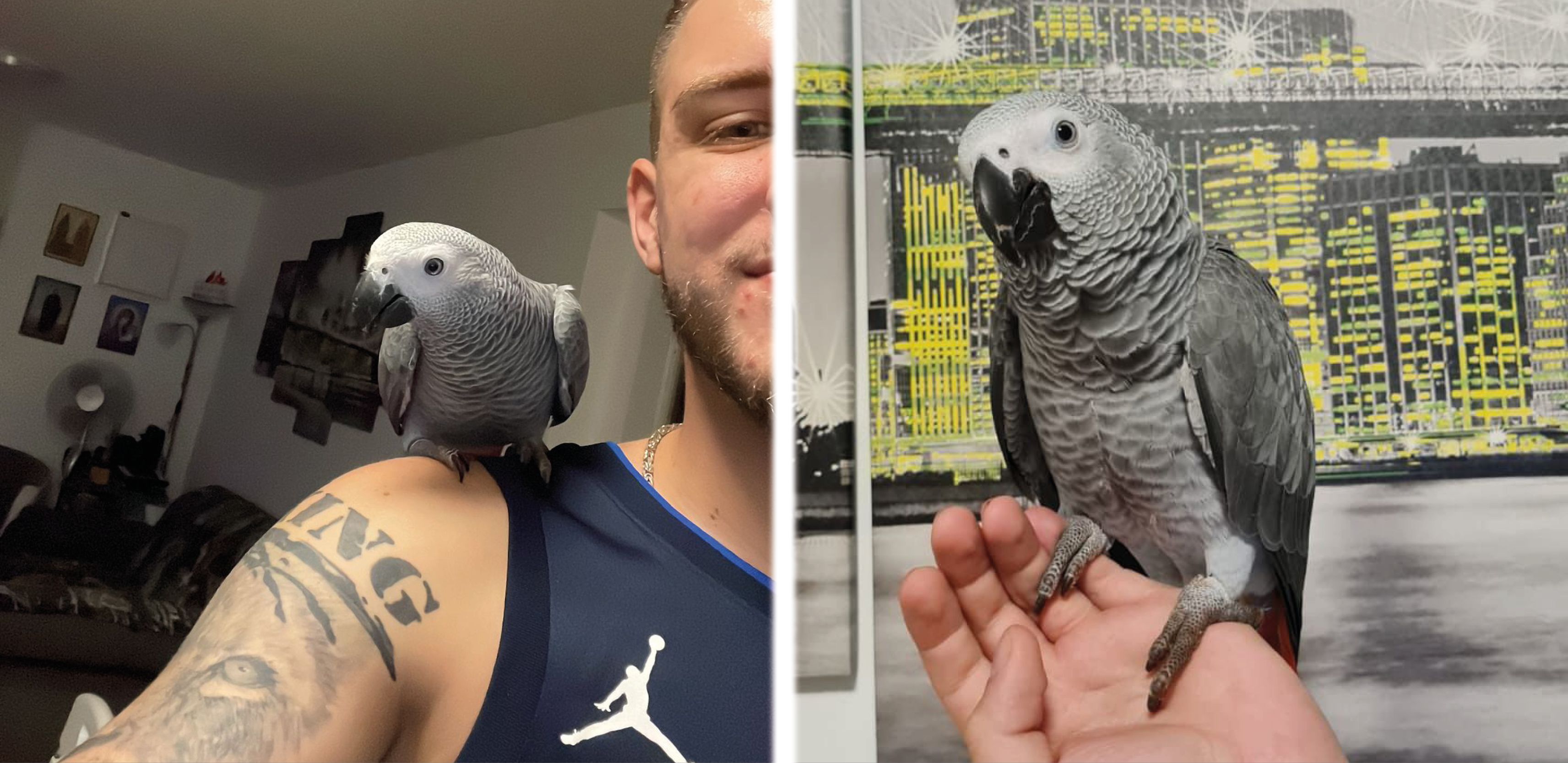 Vermisster Papagei Koko Braunau