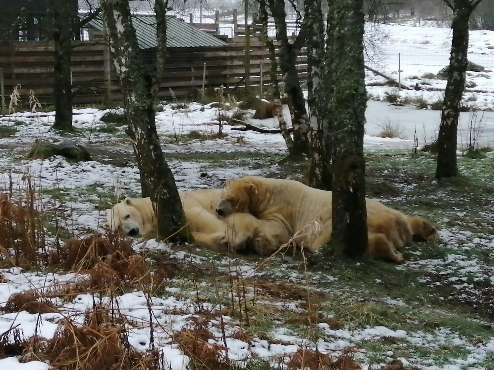 Der heute 15-jährige Eisbär zog 2012 im <a data-li-document-ref="100269466" href="https://www.heute.at/s/tiere-eisbaeren-tausch-im-tiergarten-schoenbrunn-tschuess-finja-willkommen-zurueck-nanuq-100269466">Highland Wildlife Park</a> in Schottland ein, wo innerhalb kurzer Zeit in seinem ein Jahr jüngeren Artgenossen Walker einen besten Freund fand.