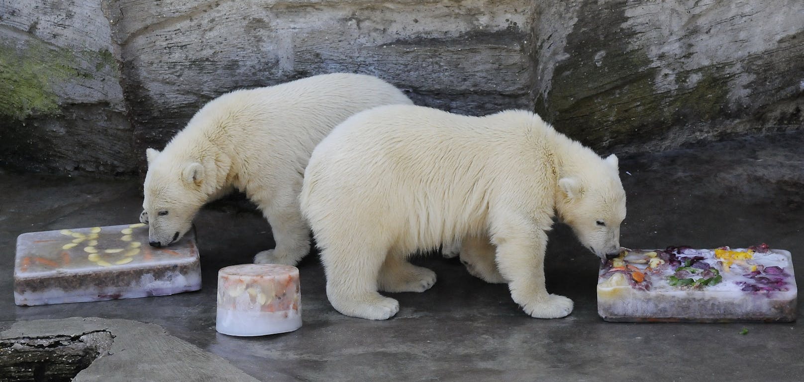Die Zwillinge Nanuq und Arktos kamen 2007 im Tiergarten Schönbrunn zur Welt. Heute sind sie stolze Eisbär-Männer und einer von ihnen zweifacher Papa, der andere wieder zurück in Wien.