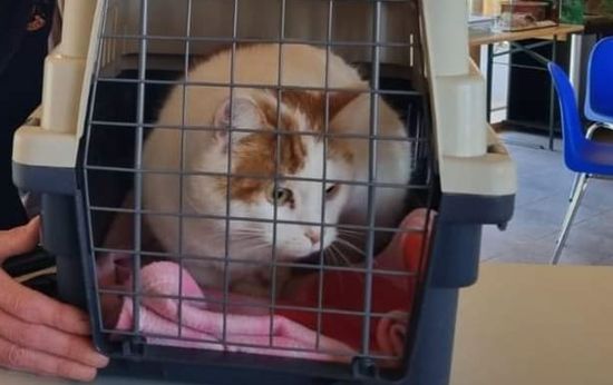 Kater "Salem" ist zurück bei seinen Besitzern.