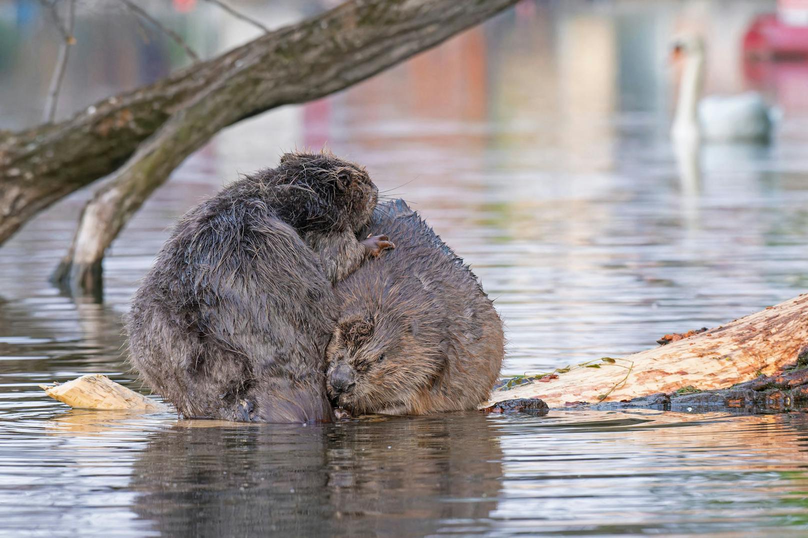 Badefieber bei Familie Biber! Die Fotografen von Wiener Wildnis erwischten die putzigen Tierchen bei der Alten Donau beim Waschtag.