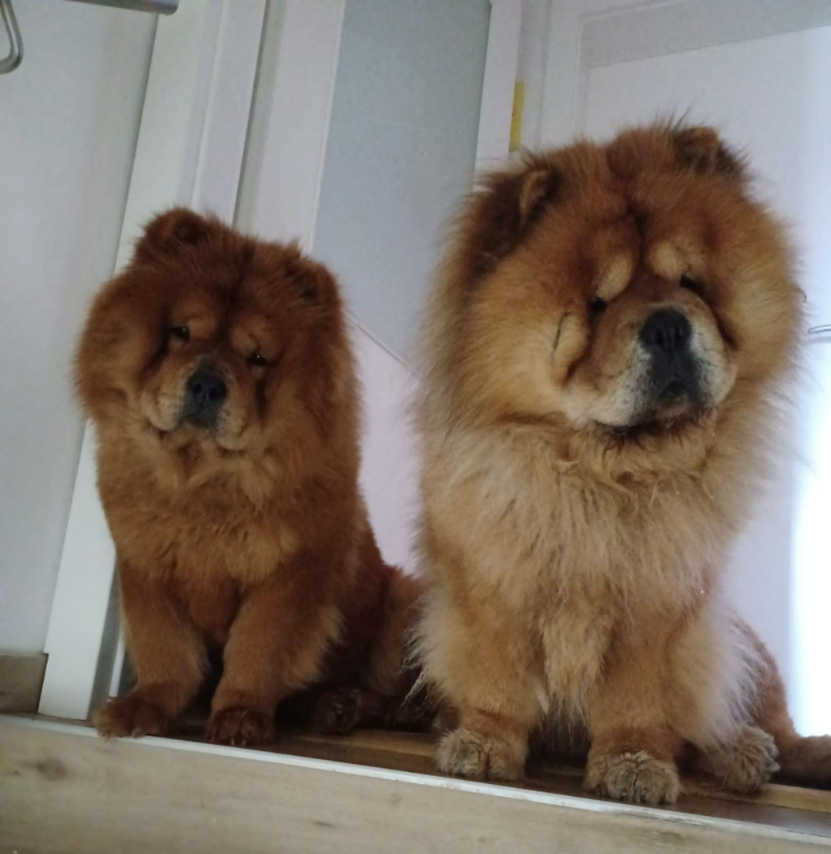 "Lucy" (l.) mit ihrem neuen Hunde-Freund "Arthur"