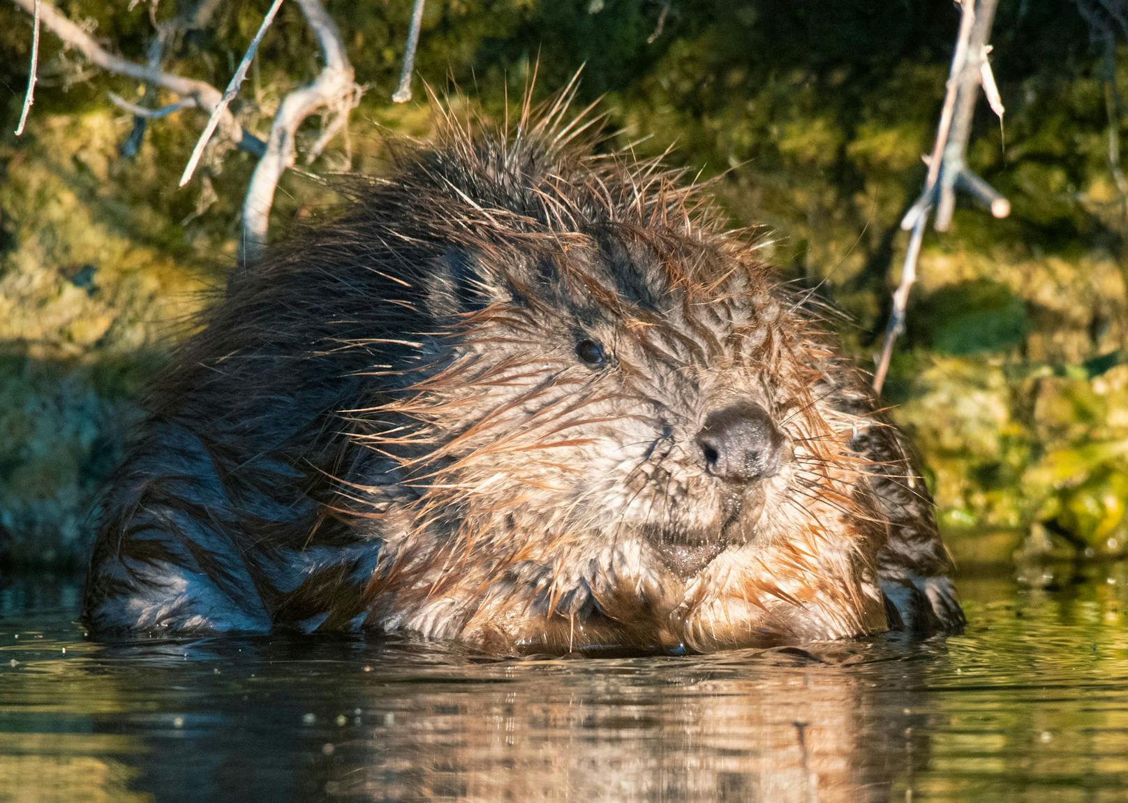 Badefieber bei Familie Biber! Die Fotografen von Wiener Wildnis erwischten die putzigen Tierchen bei der Alten Donau beim Waschtag.