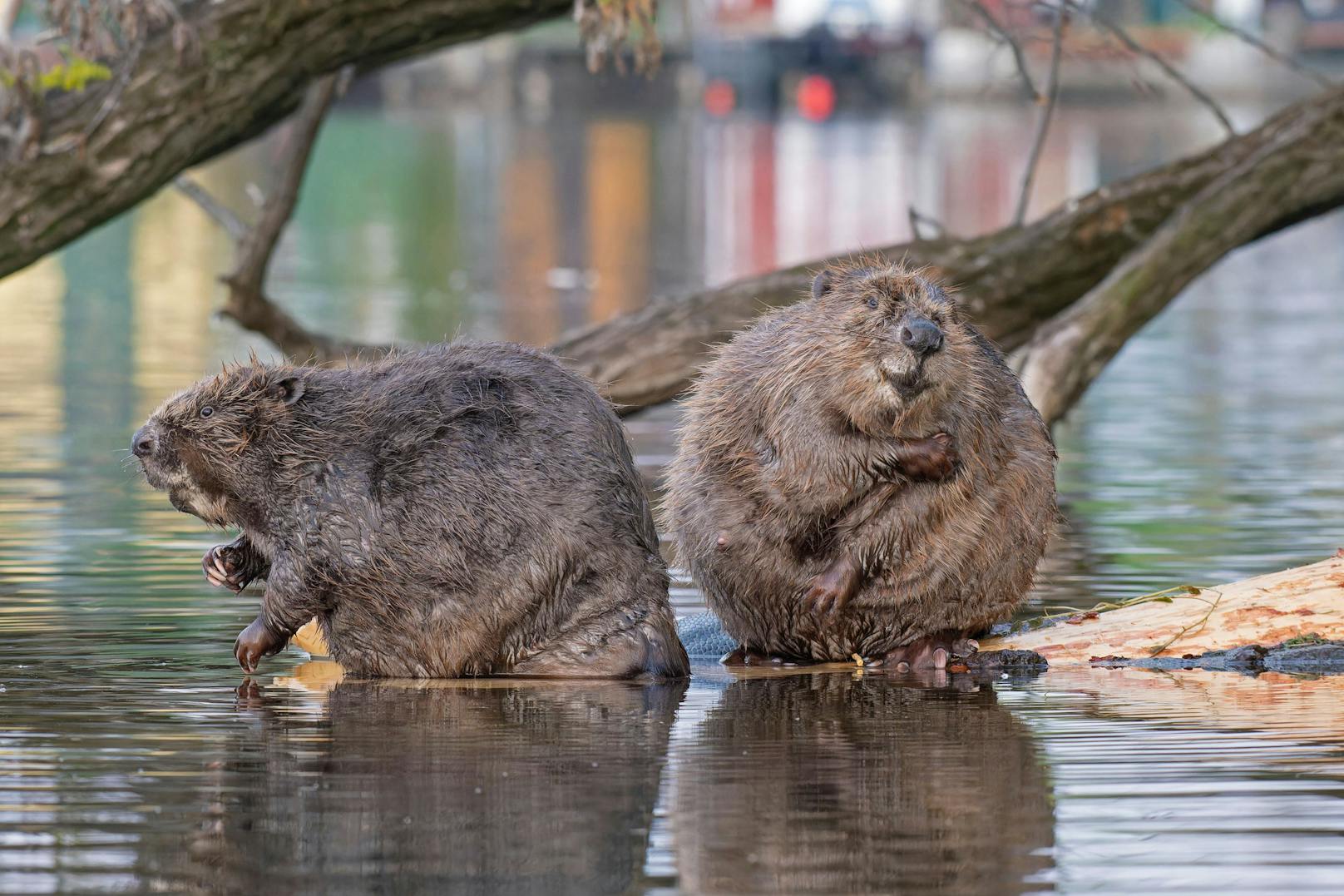 Badefieber bei Familie Biber! Die Fotografen von Wiener Wildnis erwischten die putzigen Tierchen bei der Alten Donau beim Waschtag.