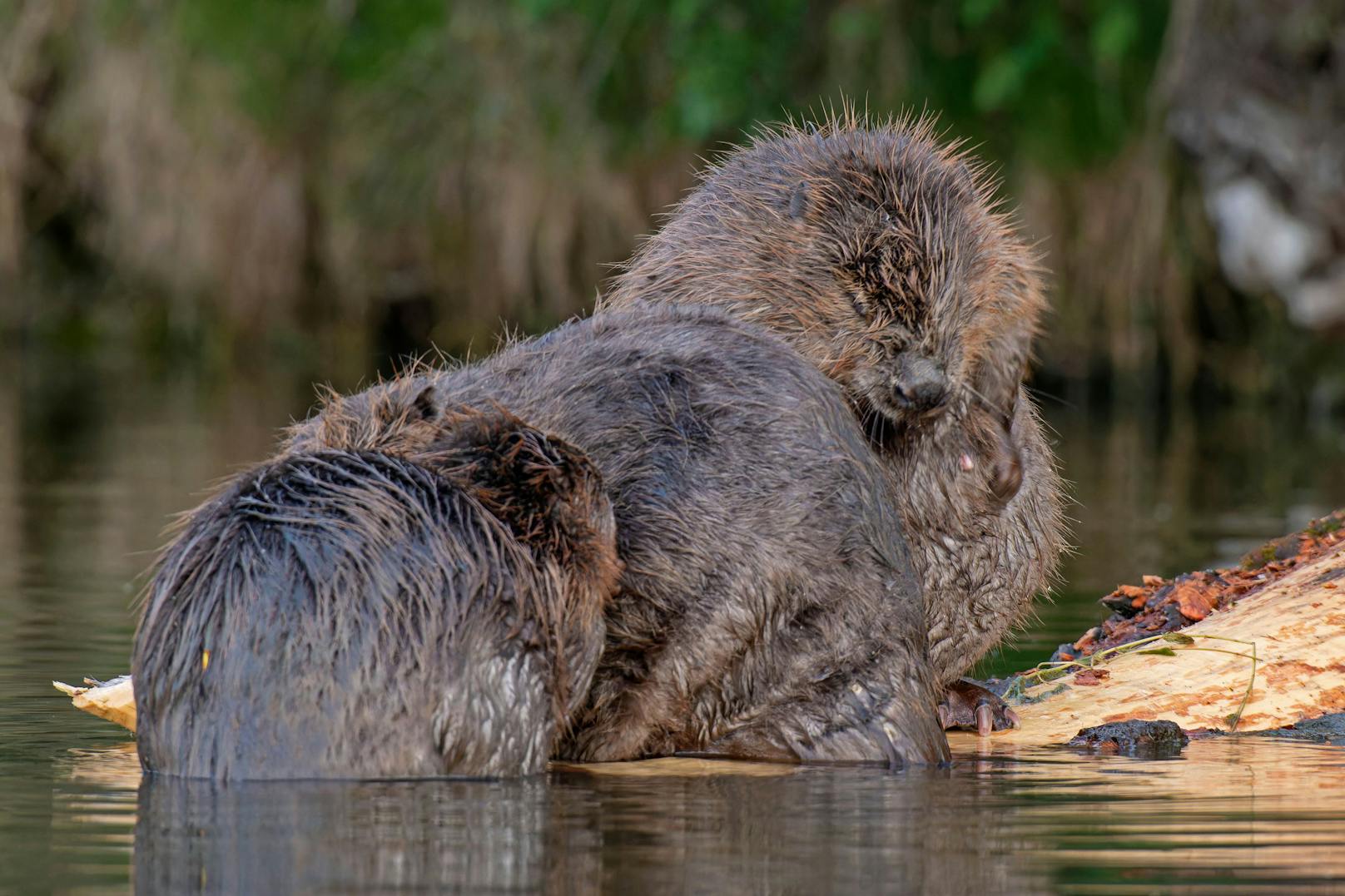 Badefieber bei Familie Biber! Die Fotografen von Wiener Wildnis erwischten die putzigen Tierchen bei der Alten Donau beim Waschtag.