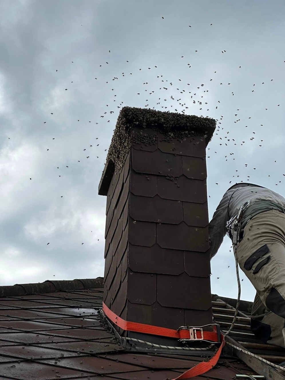 Hunderte Bienen schwirrten um den Kamin, die Feuerwehr kümmerte sich um die Tiere.