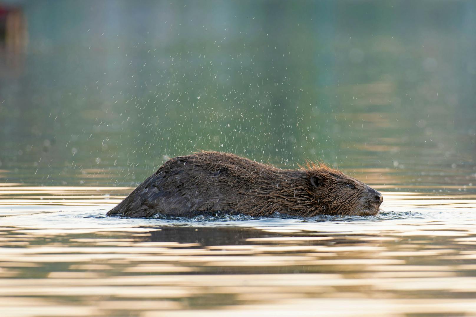 Badefieber bei Familie Biber! Die Fotografen von Wiener Wildnis erwischten die putzigen Tierchen bei der Alten Donau beim Waschtag.