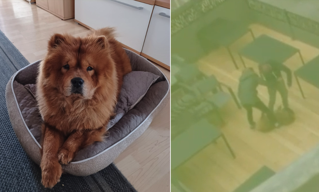 Happy End für geprügelte Chow-Chow-Hündin "Lucy"