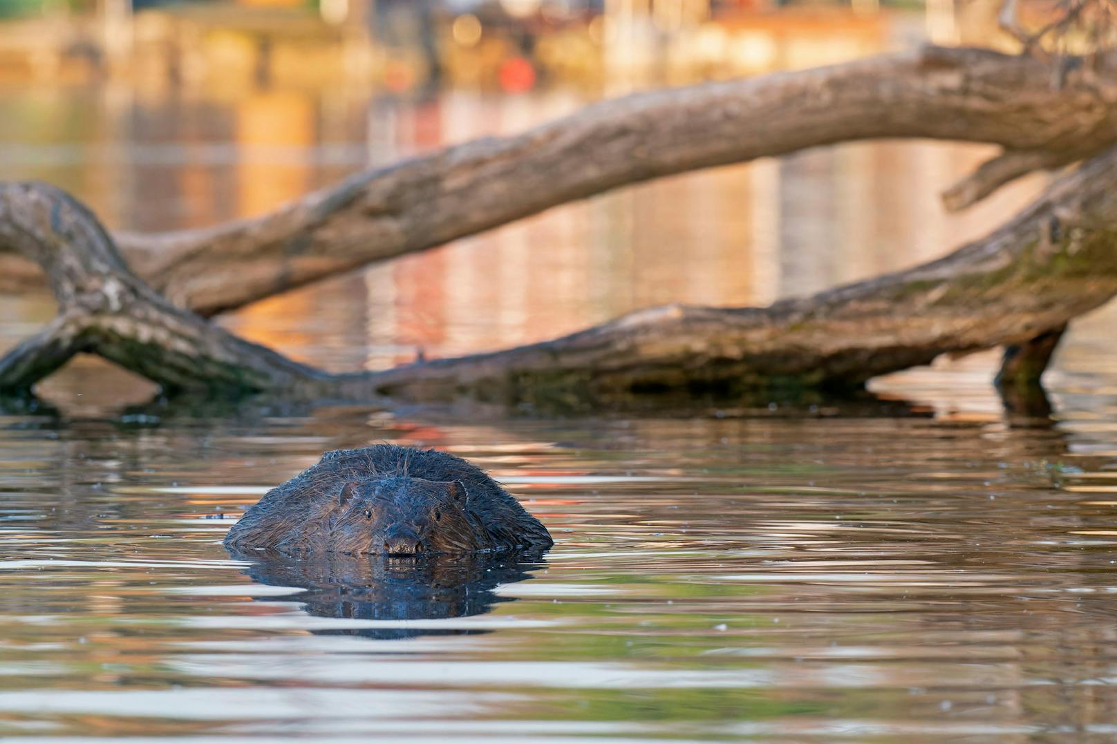 Badefieber bei Familie Biber! Die Fotografen von Wiener Wildnis erwischten die putzigen Tierchen bei der Alten Donau beim Waschtag.