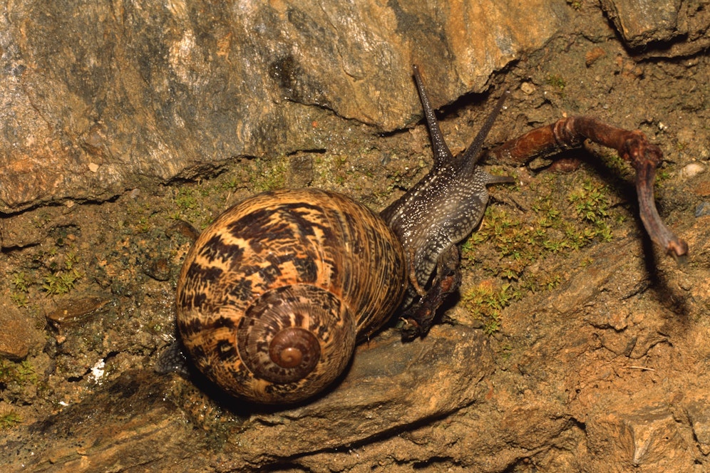 Die gefleckte Weinbergschnecke – Cornu aspersum – findet man derzeit zuhauf in den Gärten des Wiener Umlandes.