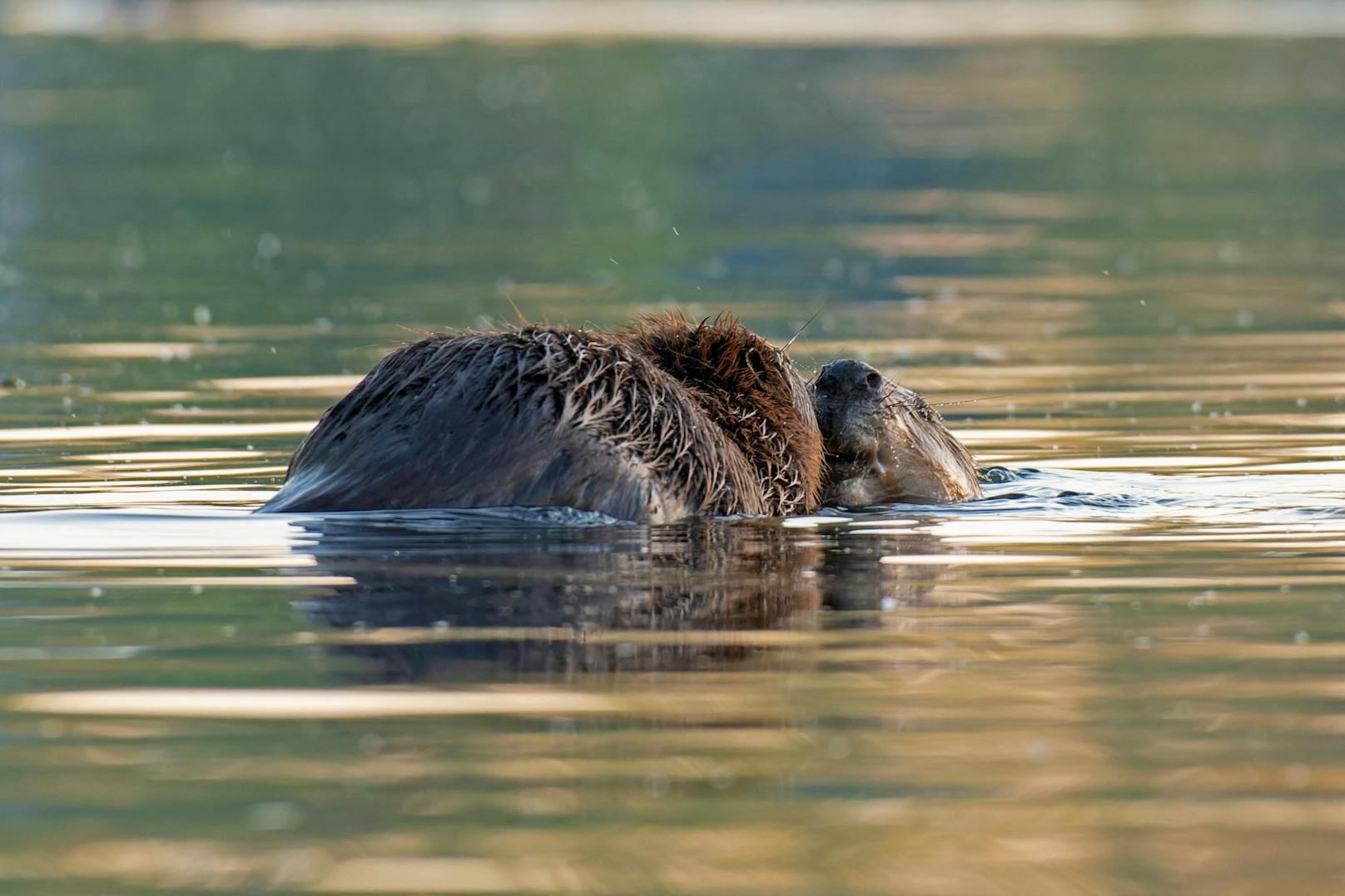 Badefieber bei Familie Biber! Die Fotografen von Wiener Wildnis erwischten die putzigen Tierchen bei der Alten Donau beim Waschtag.