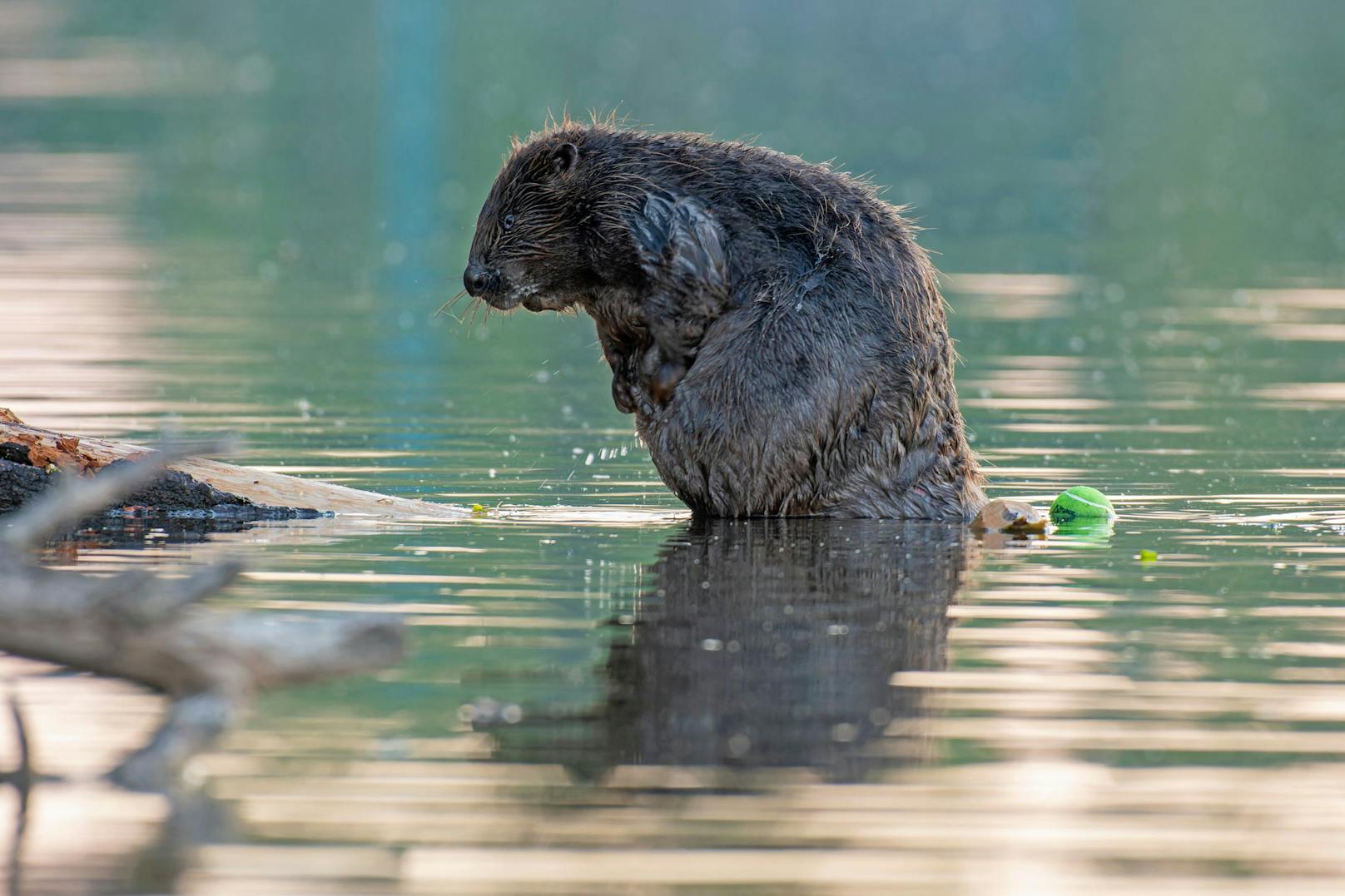 Badefieber bei Familie Biber! Die Fotografen von Wiener Wildnis erwischten die putzigen Tierchen bei der Alten Donau beim Waschtag.