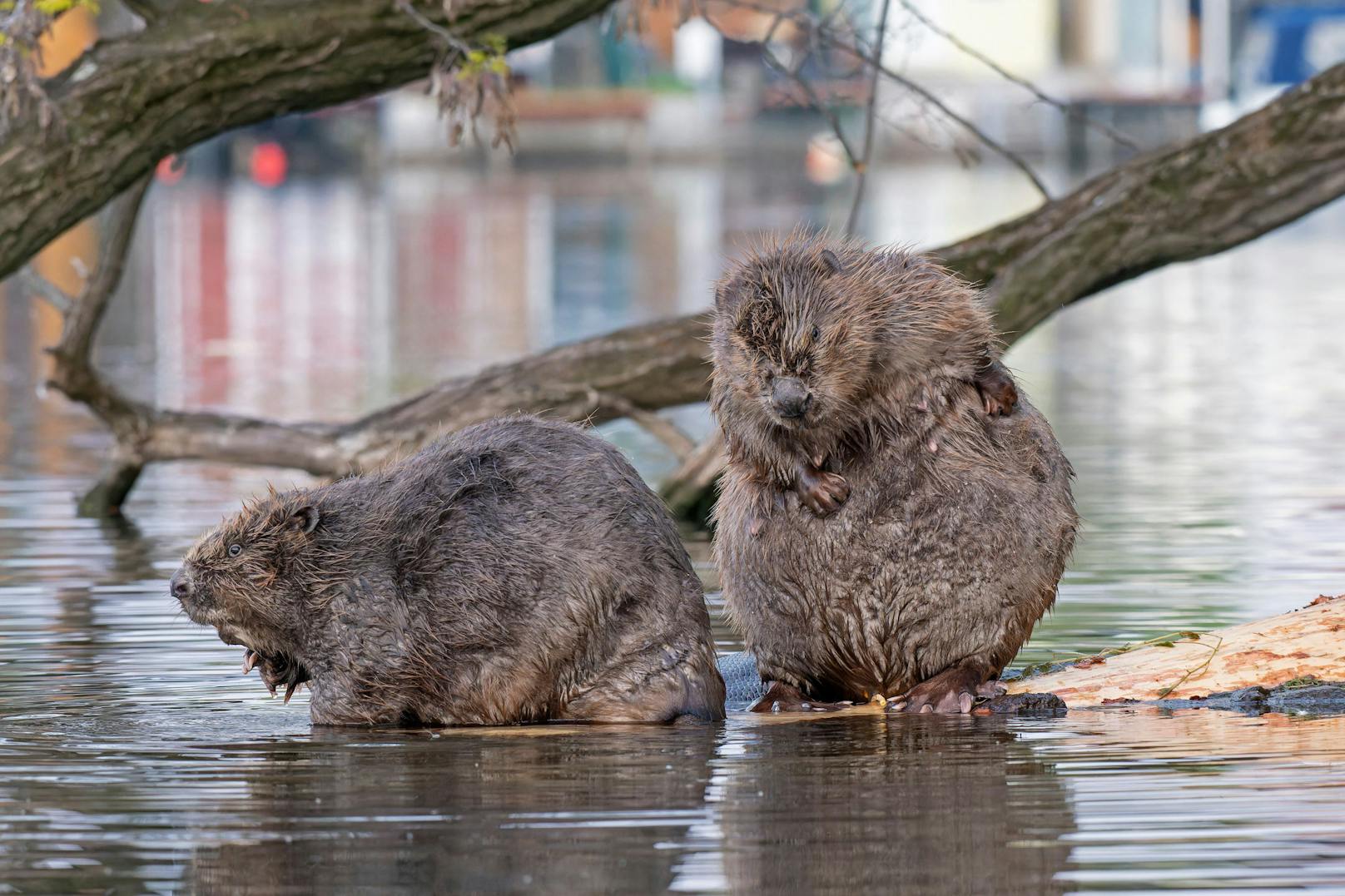 Badefieber bei Familie Biber! Die Fotografen von Wiener Wildnis erwischten die putzigen Tierchen bei der Alten Donau beim Waschtag.