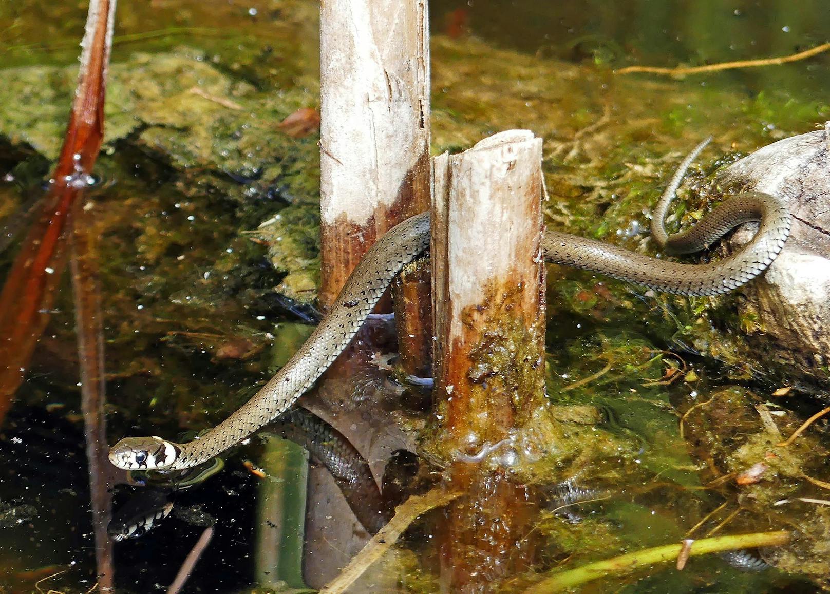Die <strong>Ringelnatter</strong> ist die häufigste Schlange Österreichs und stellt sich bei Gefahr sogar tot. Sie jagt sowohl im Wasser als auch am Land und man trifft sie auch bei Gartenteichen gerne an.